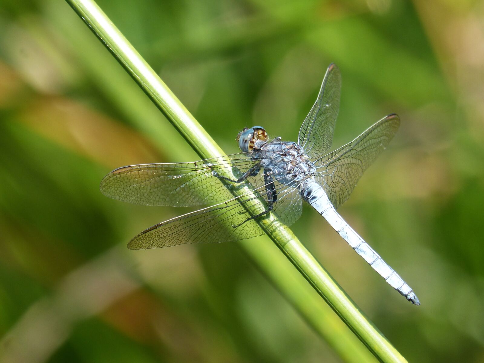 Panasonic DMC-FZ62 sample photo. Blue dragonfly, stem, wetland photography
