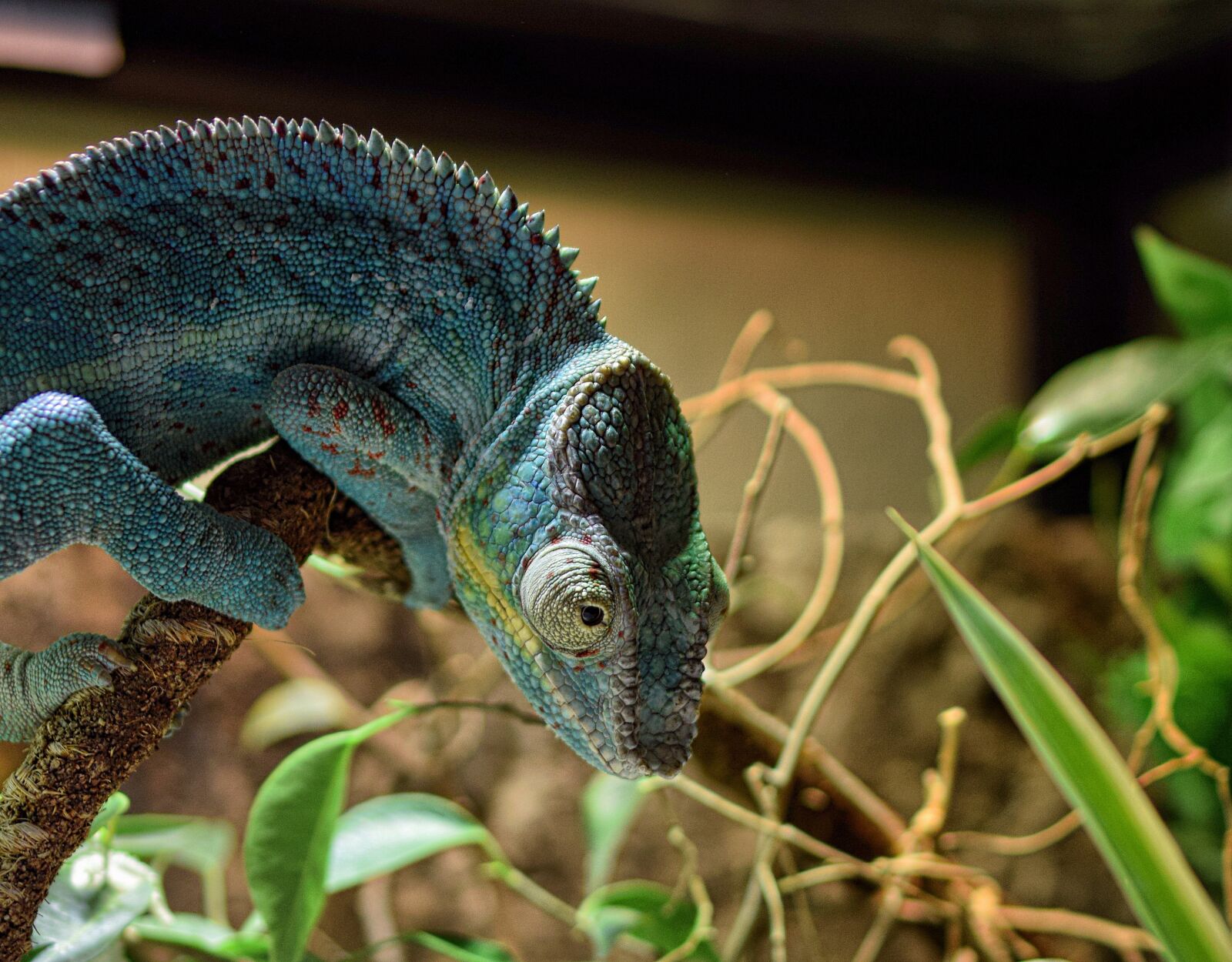 Nikon D5300 sample photo. Chameleon, panther chameleon, lurking photography