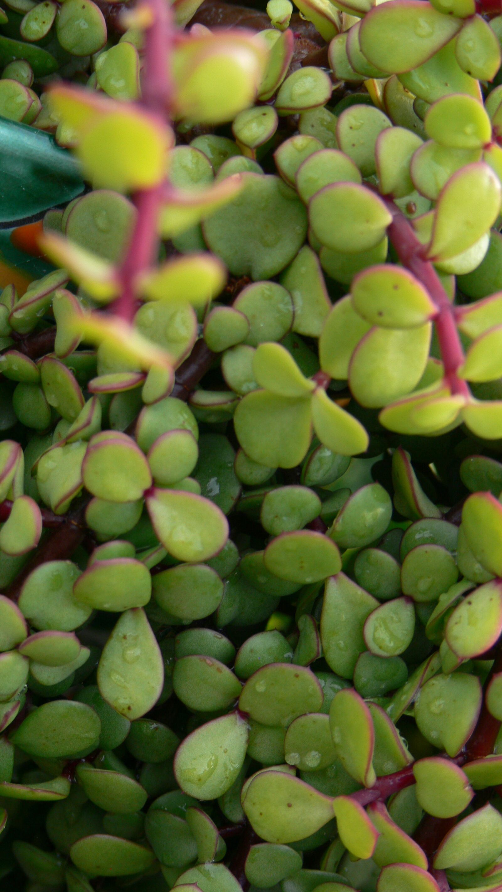 Panasonic DMC-FZ30 sample photo. Jade, succulent, green photography