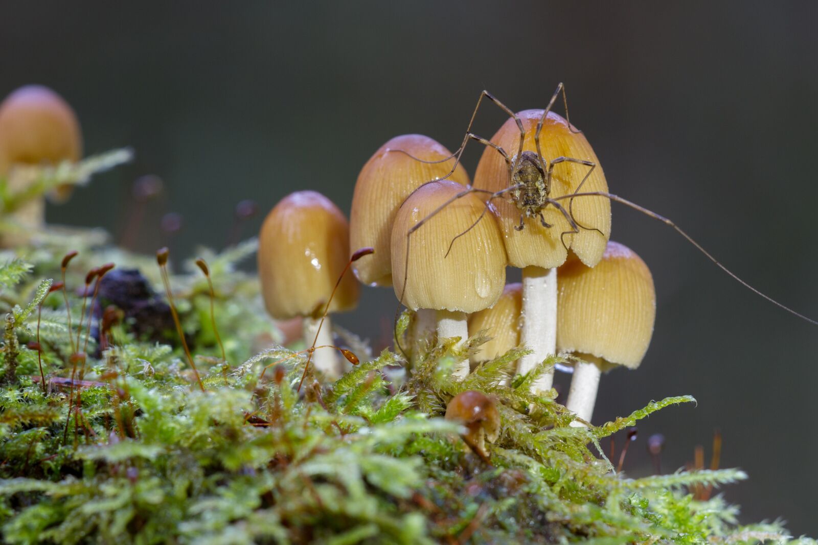 Canon EOS 7D sample photo. Mushroom, spider, moss photography