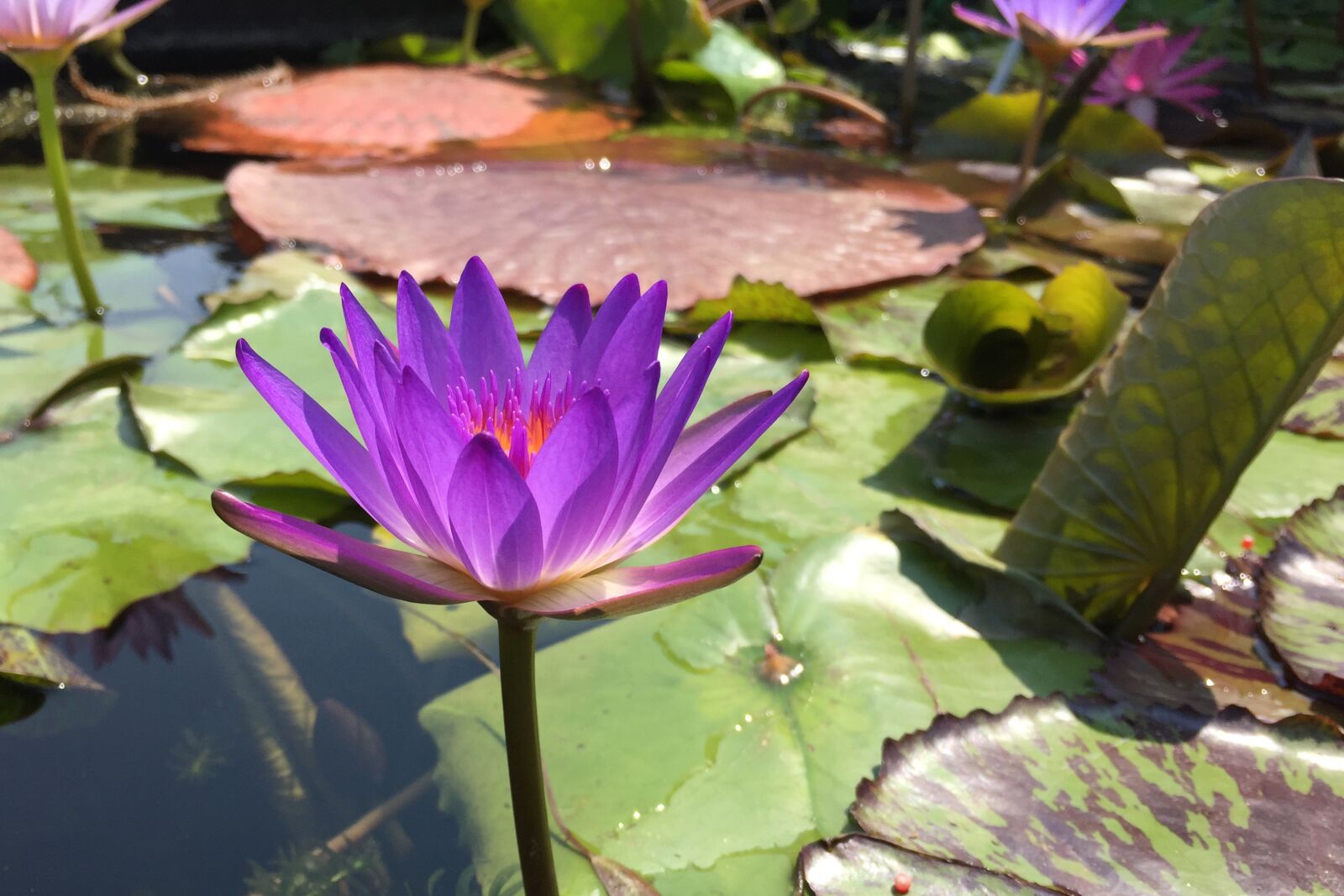 Apple iPhone 6 sample photo. Purple, magenta, lotus flower photography