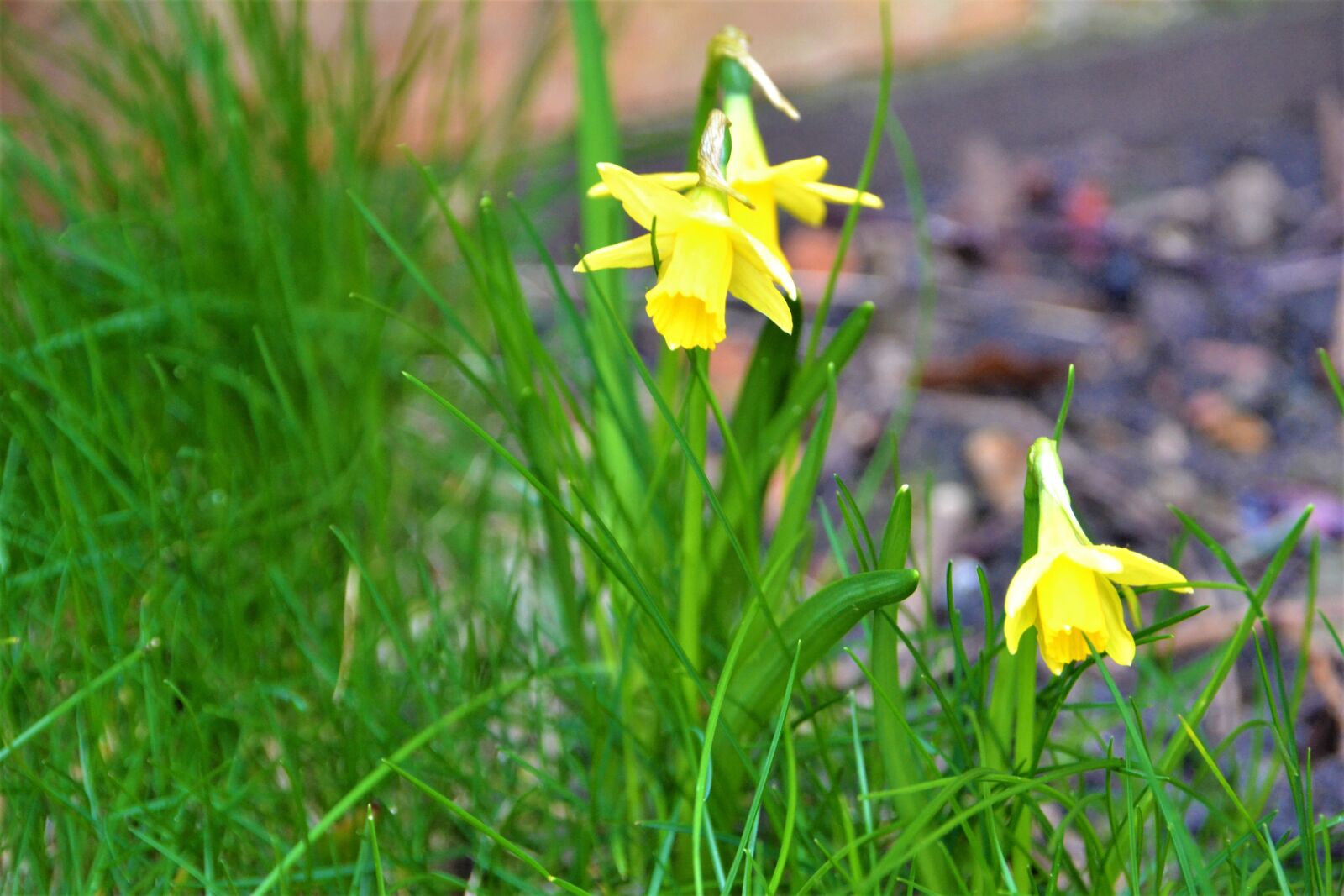 Nikon D3100 sample photo. Plant, flower, spring photography