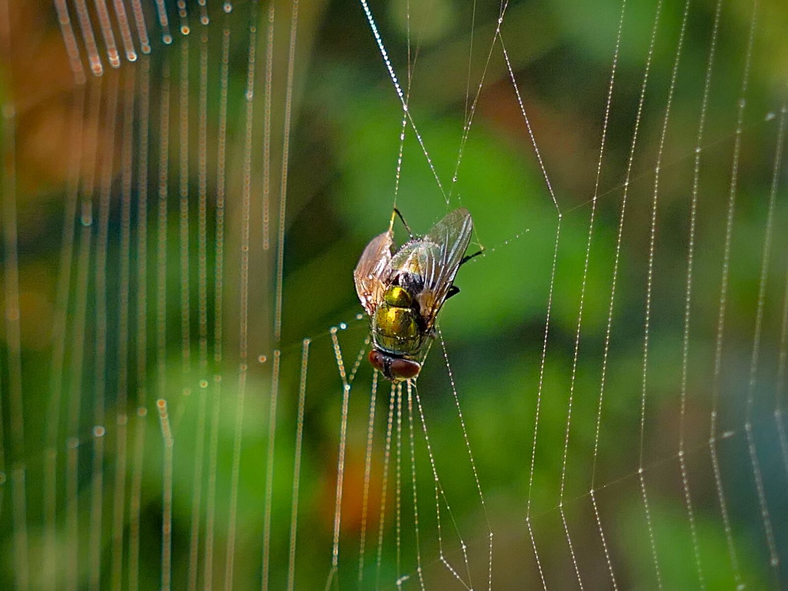 Panasonic Lumix DMC-FZ1000 sample photo. Mucha, insect, cobweb photography