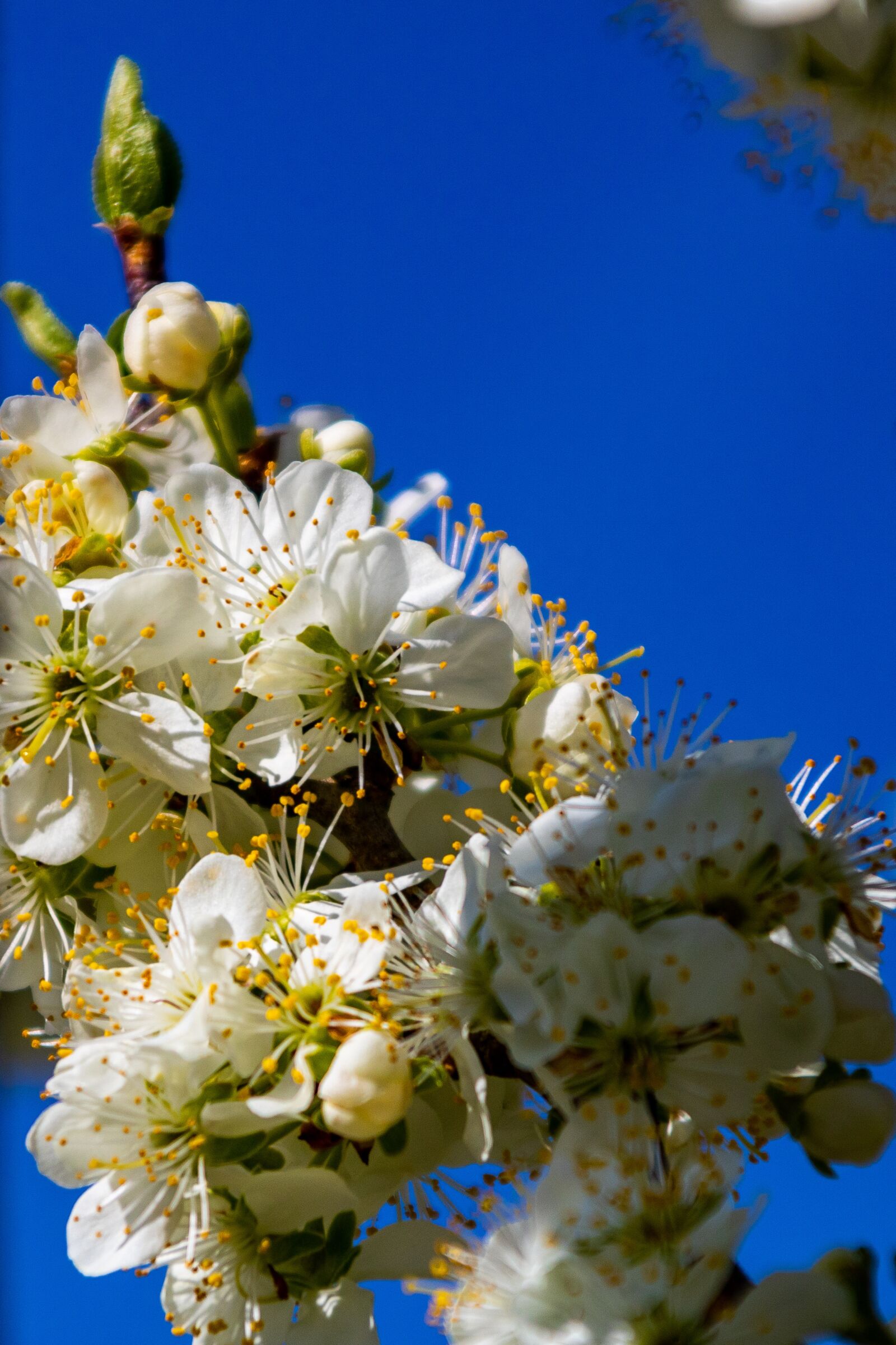 Canon EOS 750D (EOS Rebel T6i / EOS Kiss X8i) + Canon TS-E 90mm F2.8 Tilt-Shift sample photo. The plum tree, flower photography