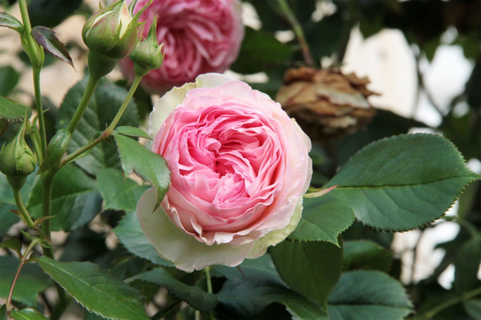 Canon EOS 7D sample photo. Nature, pink, garden photography