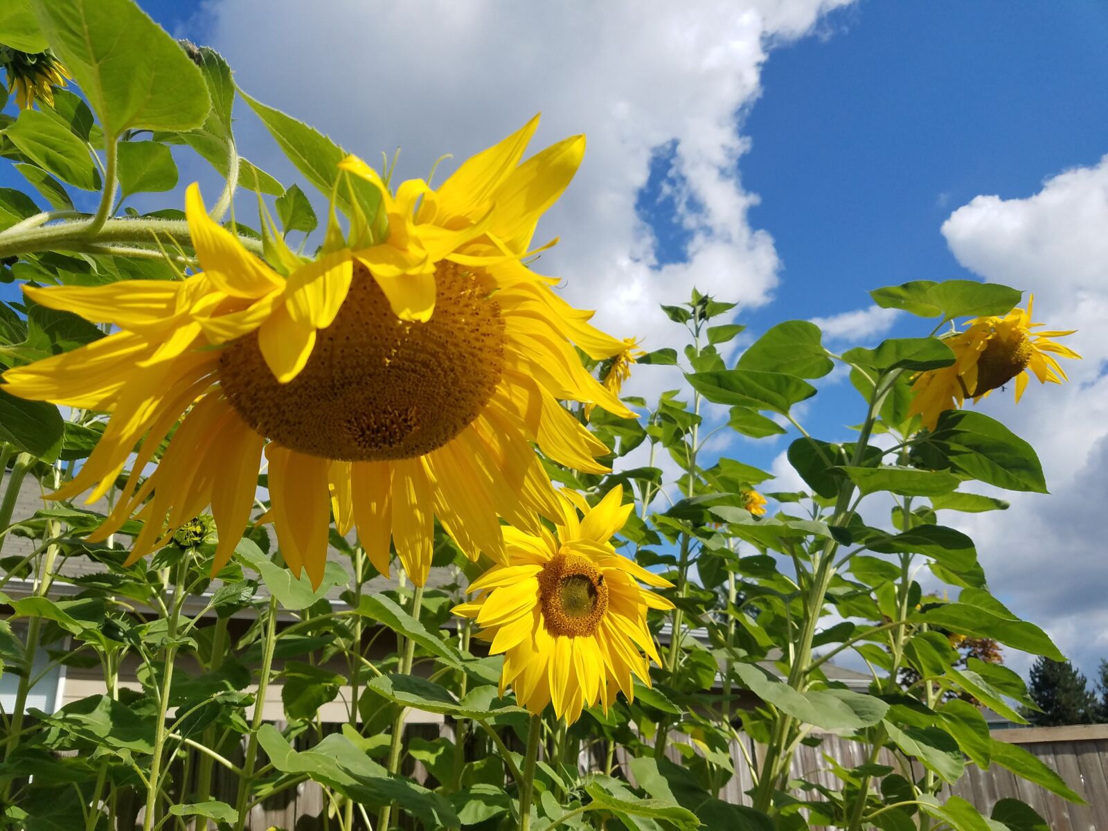 Samsung Galaxy S7 sample photo. Sunflowers, sunny day, summer photography