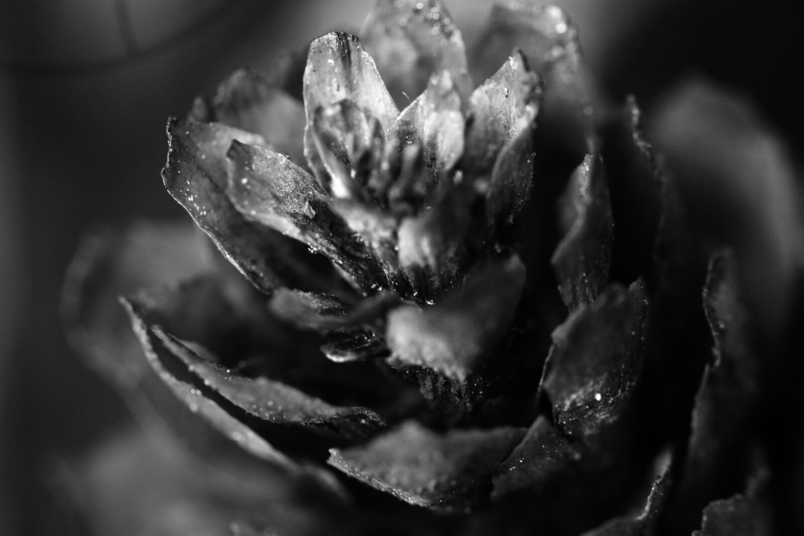 Canon EOS 7D Mark II sample photo. Pinecone, macro, nature photography