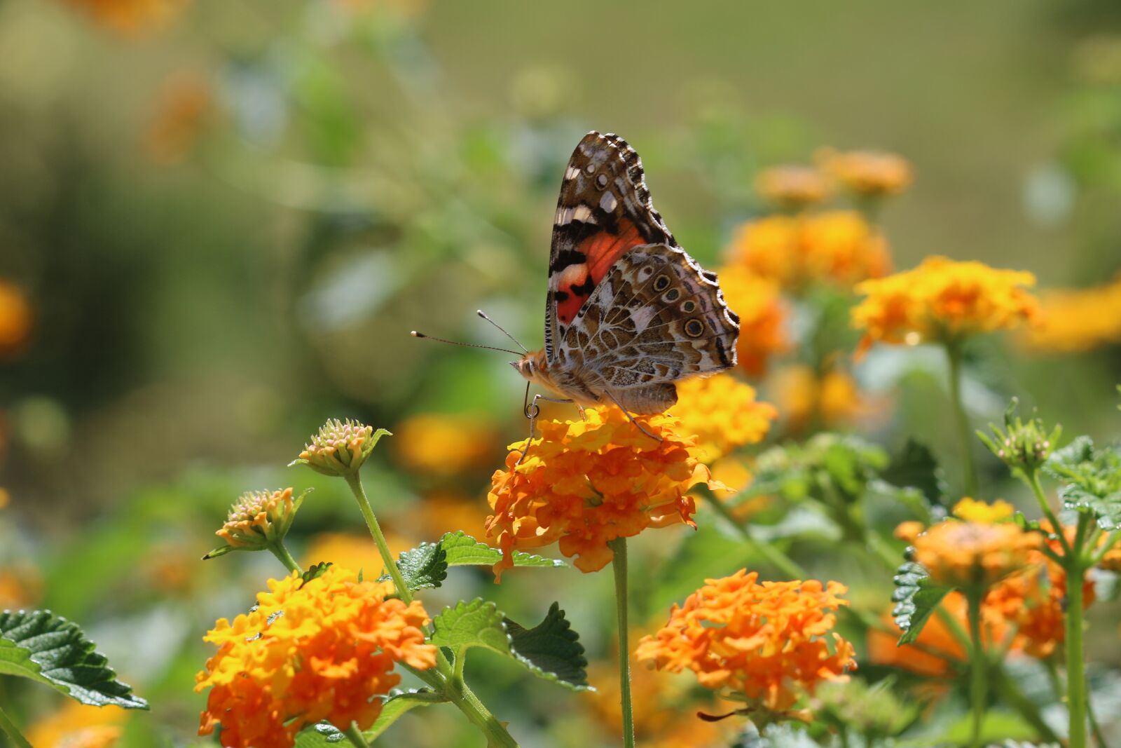 Canon EOS 70D + Canon EF 100mm F2.8 Macro USM sample photo. Butterfly, macro, close photography