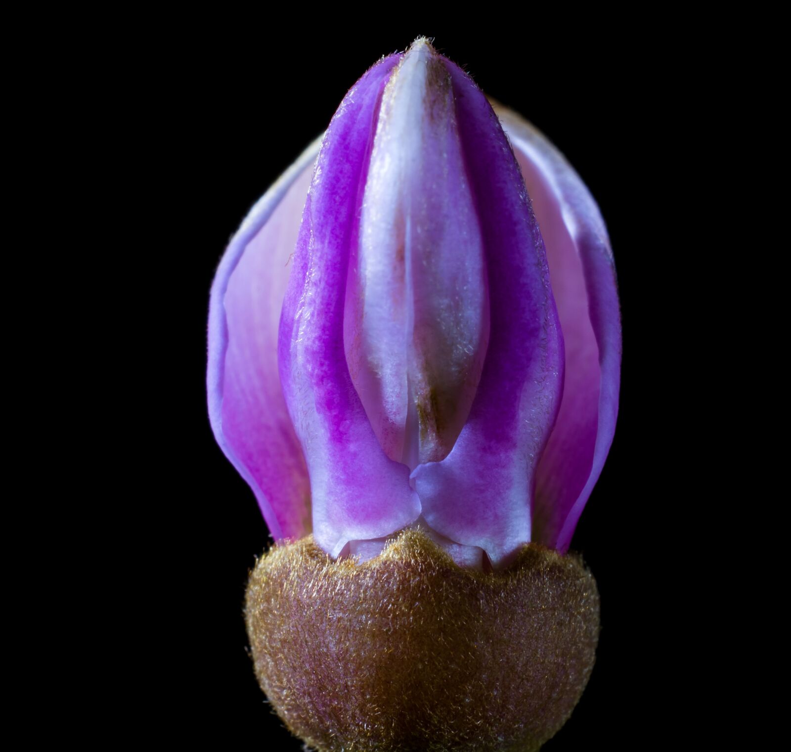Nikon D5200 sample photo. Tie flower, blossom, bloom photography