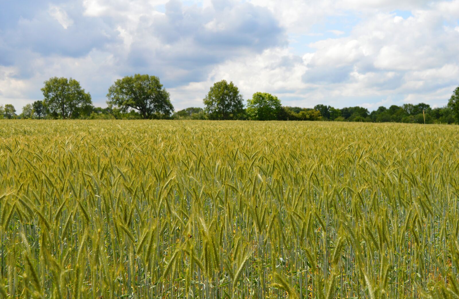 Nikon D3200 sample photo. Rye, rye field, cereals photography