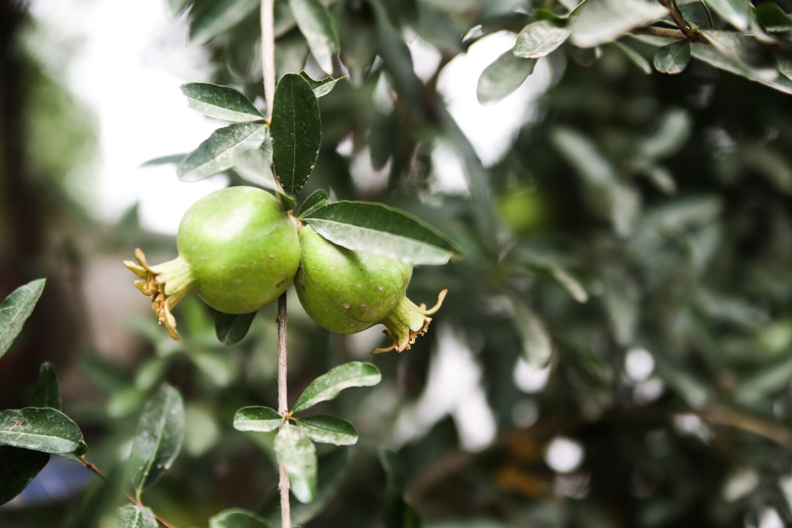 Canon EOS 6D Mark II sample photo. Pomegranate, plant, fruit photography