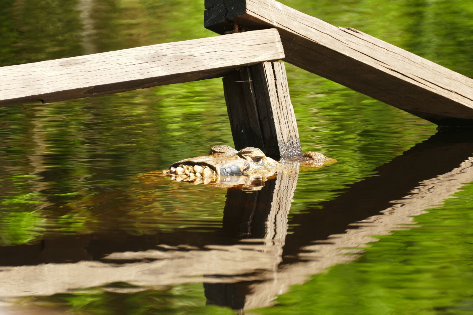 Panasonic Lumix DMC-FZ1000 sample photo. Alligator, south america, nature photography