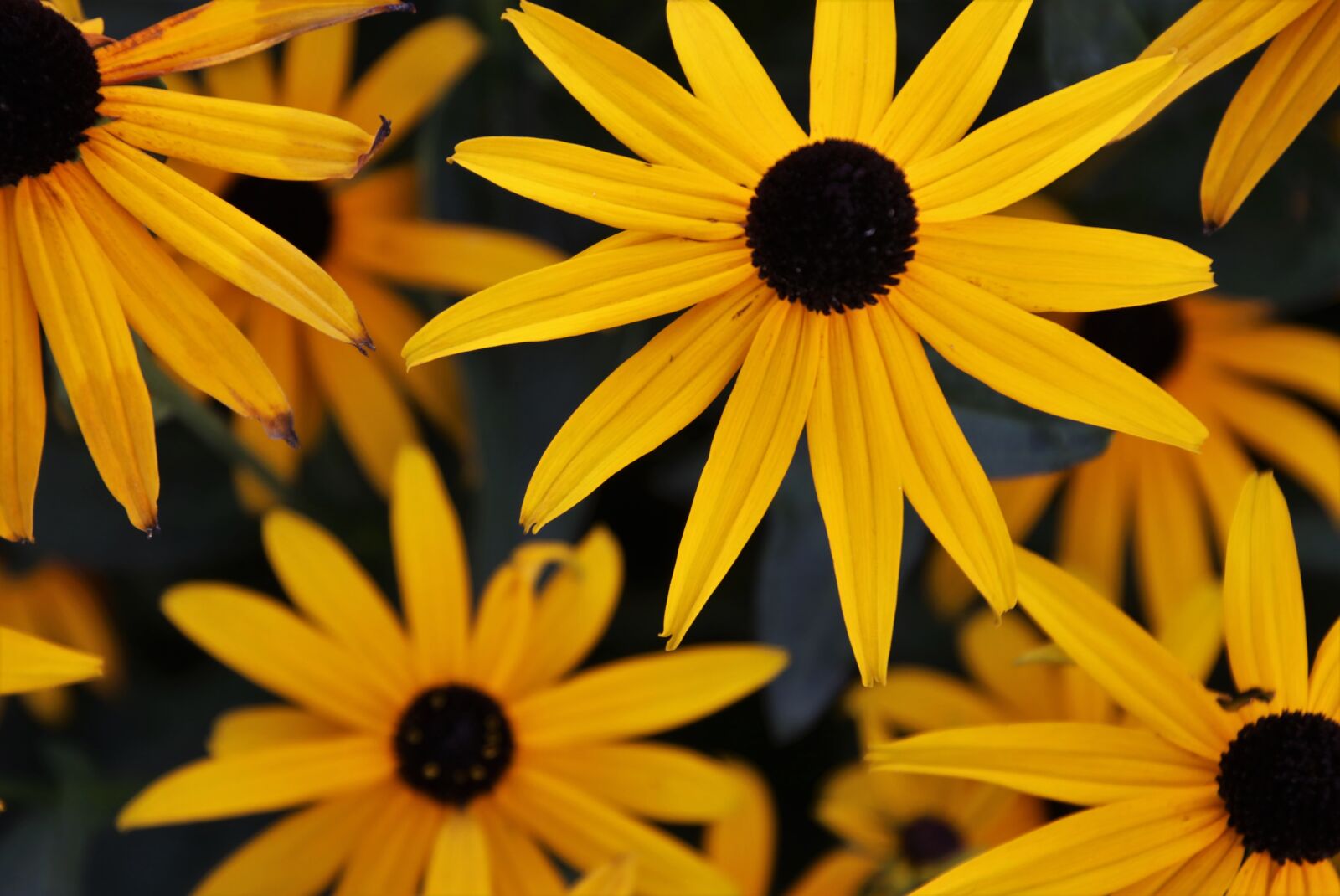 Canon EOS 80D sample photo. The petals, flora, rudbekia photography