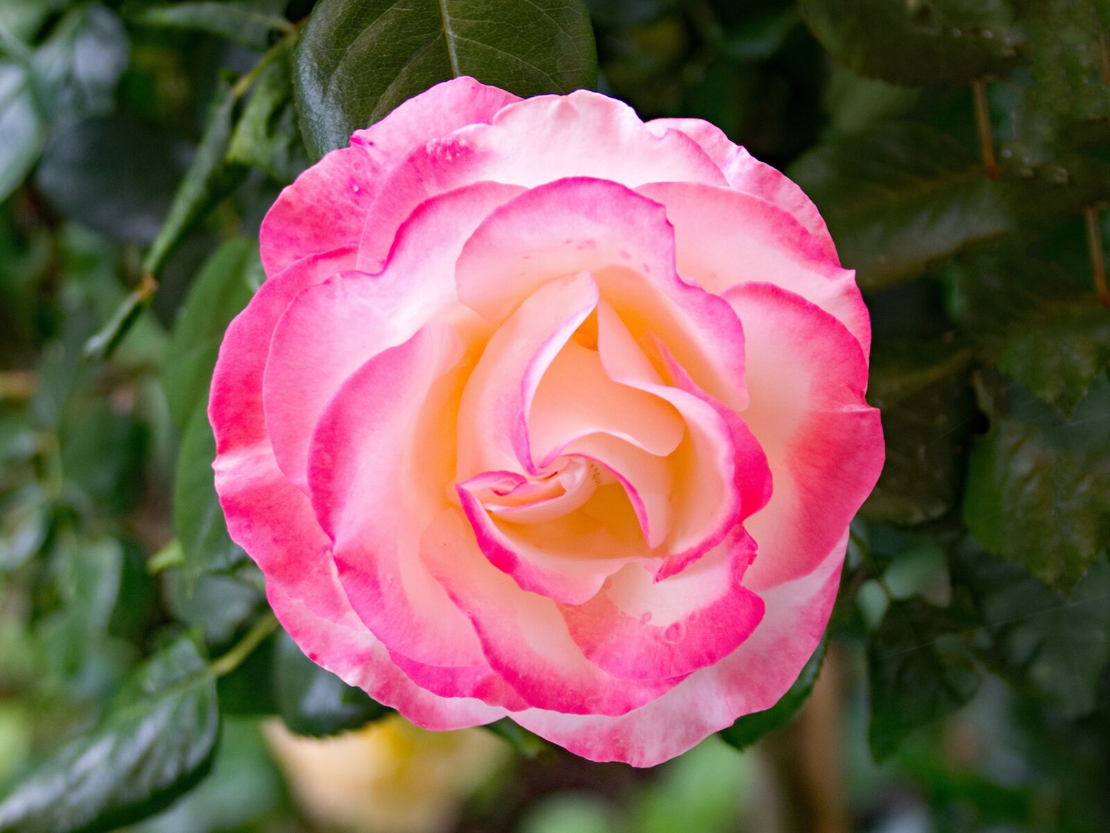 Nikon D5300 sample photo. Rose, nostalgia, floribunda photography