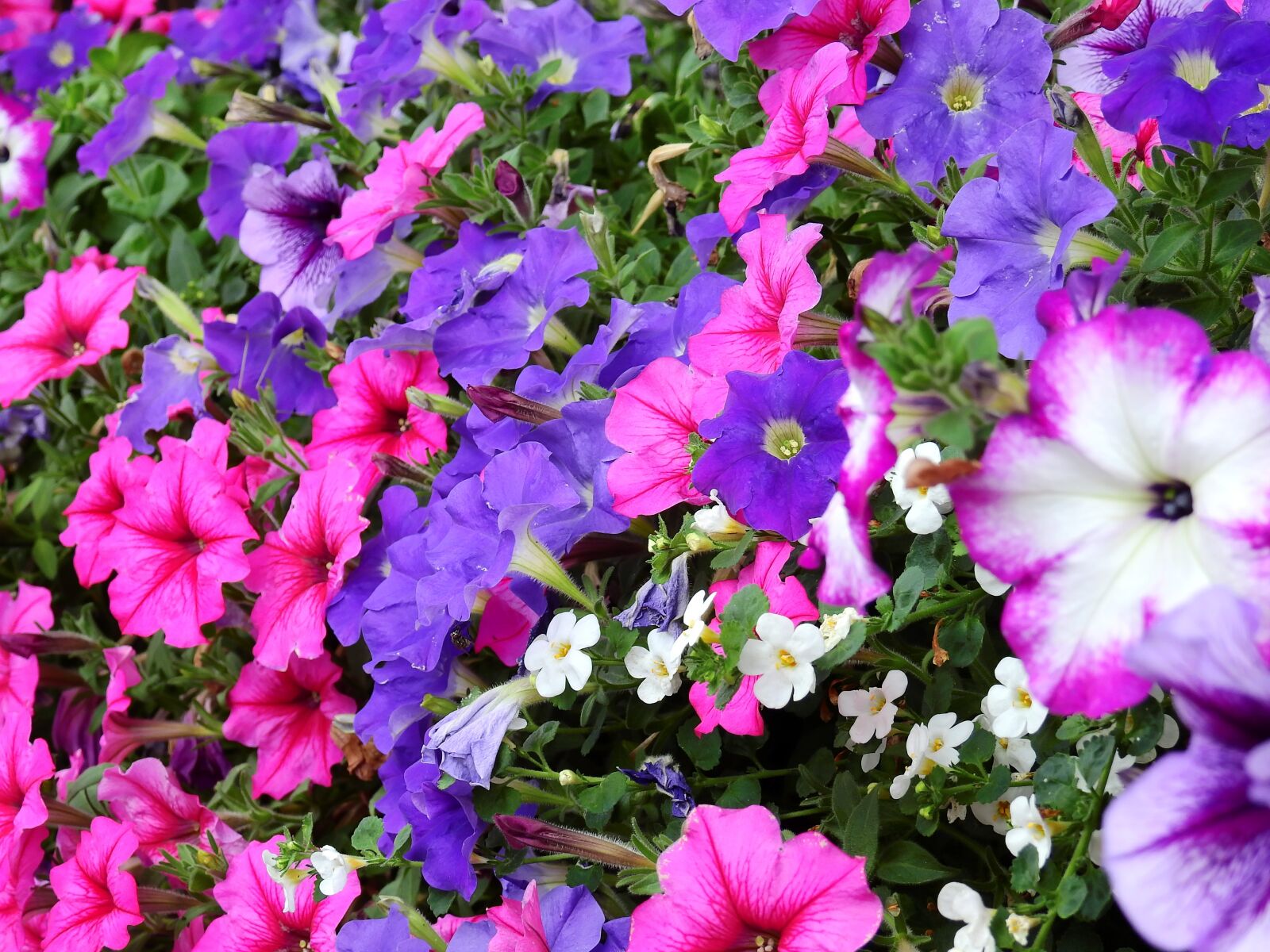 Nikon Coolpix P900 sample photo. Flowers, blossom, bloom photography