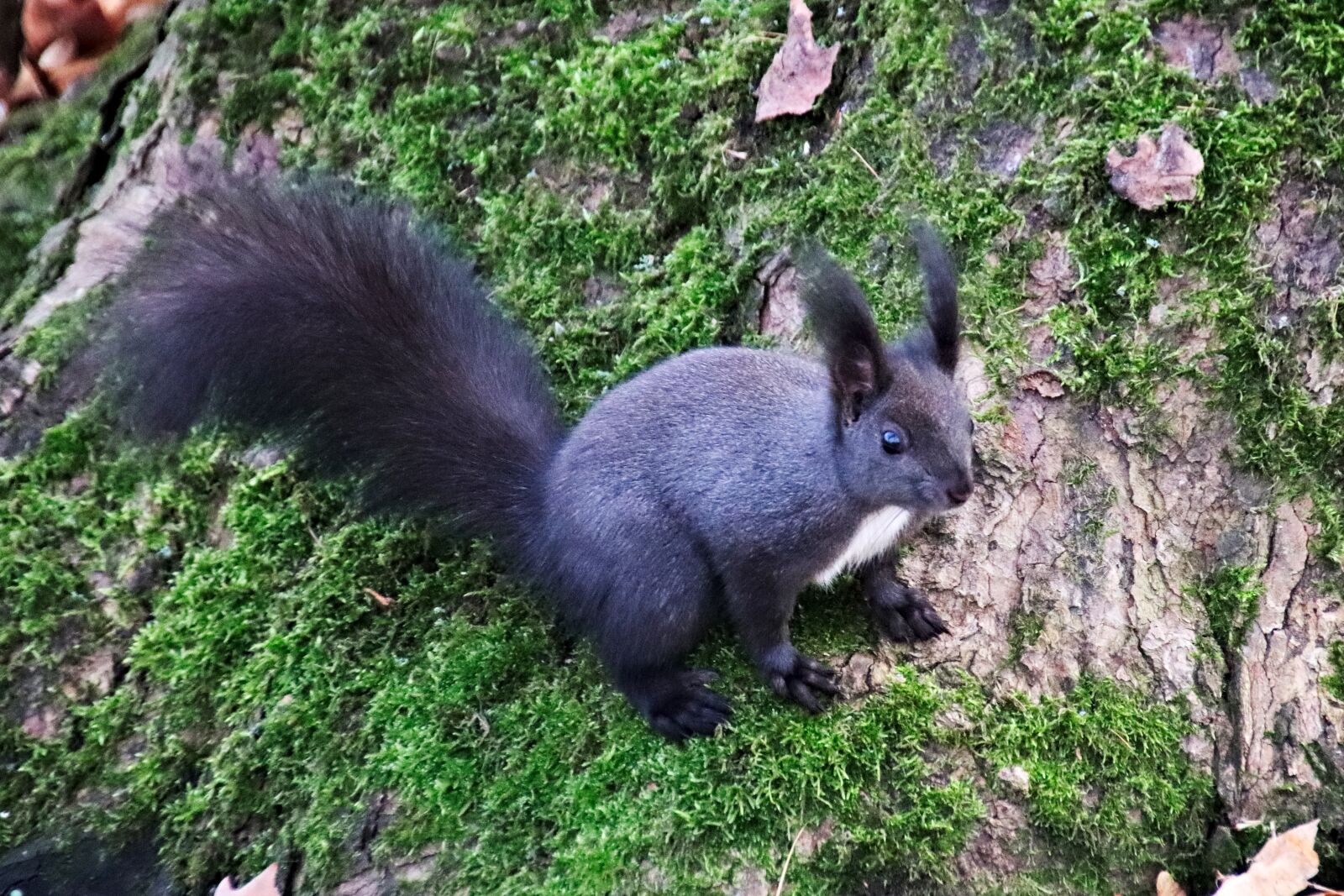 Canon EOS 77D (EOS 9000D / EOS 770D) sample photo. The squirrel, black, sitting photography
