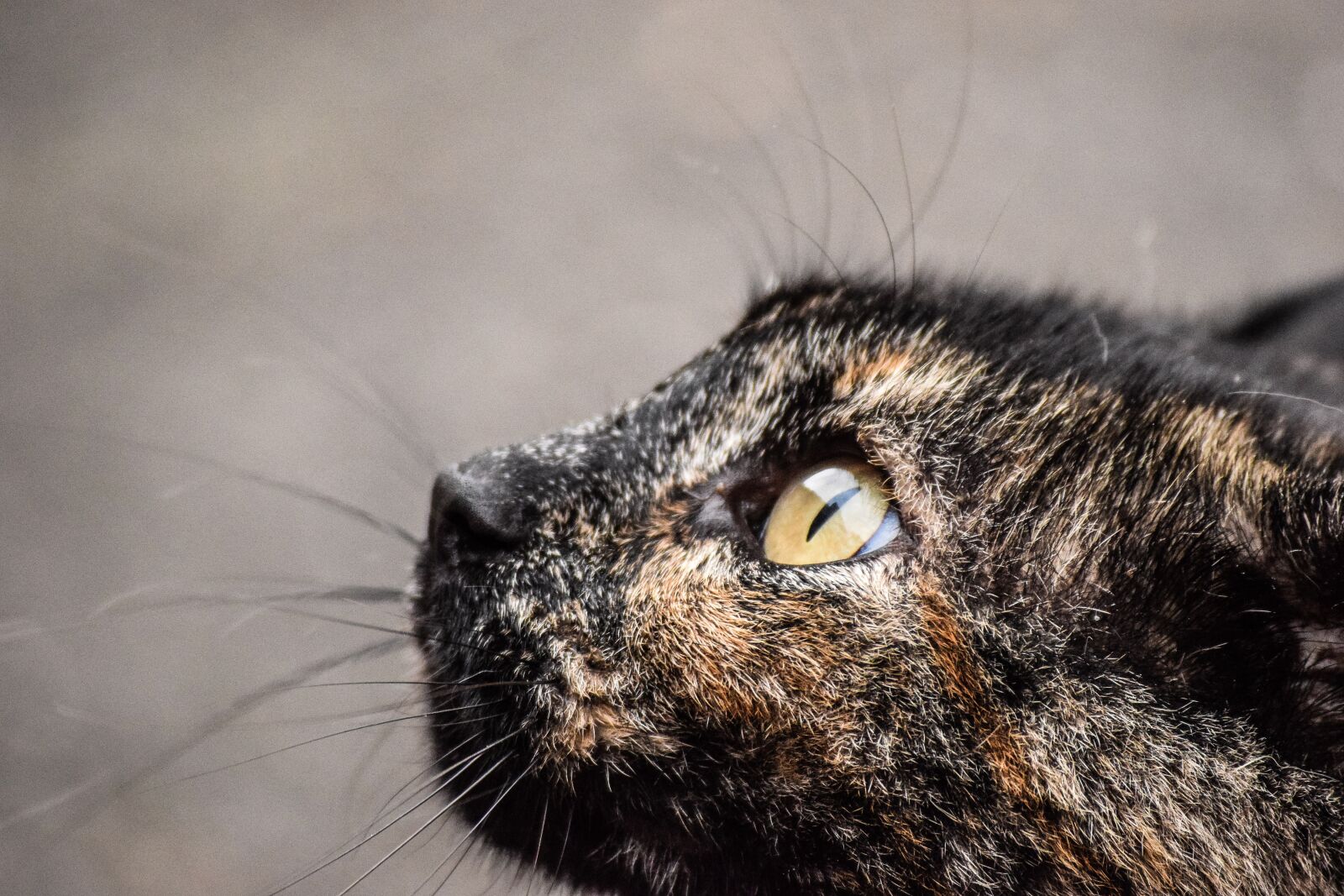 Nikon D3300 sample photo. Cat, eyes, summer photography