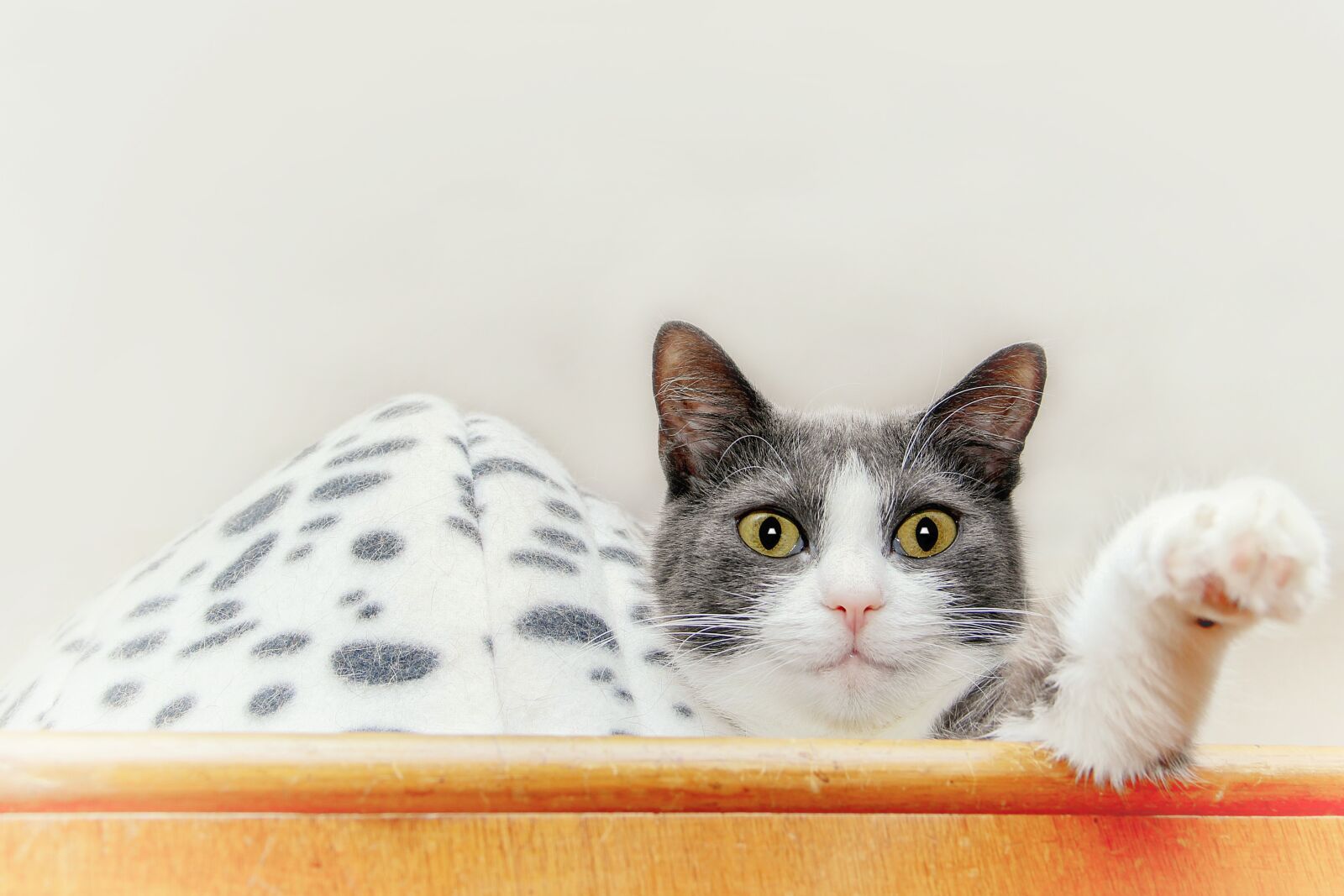 Canon EOS 600D (Rebel EOS T3i / EOS Kiss X5) sample photo. Cat, cabinet, lying photography