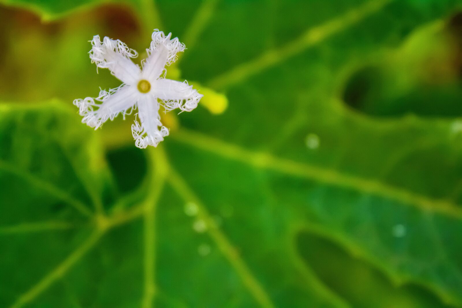 Canon EOS 650D (EOS Rebel T4i / EOS Kiss X6i) sample photo. Flower, nature, field photography
