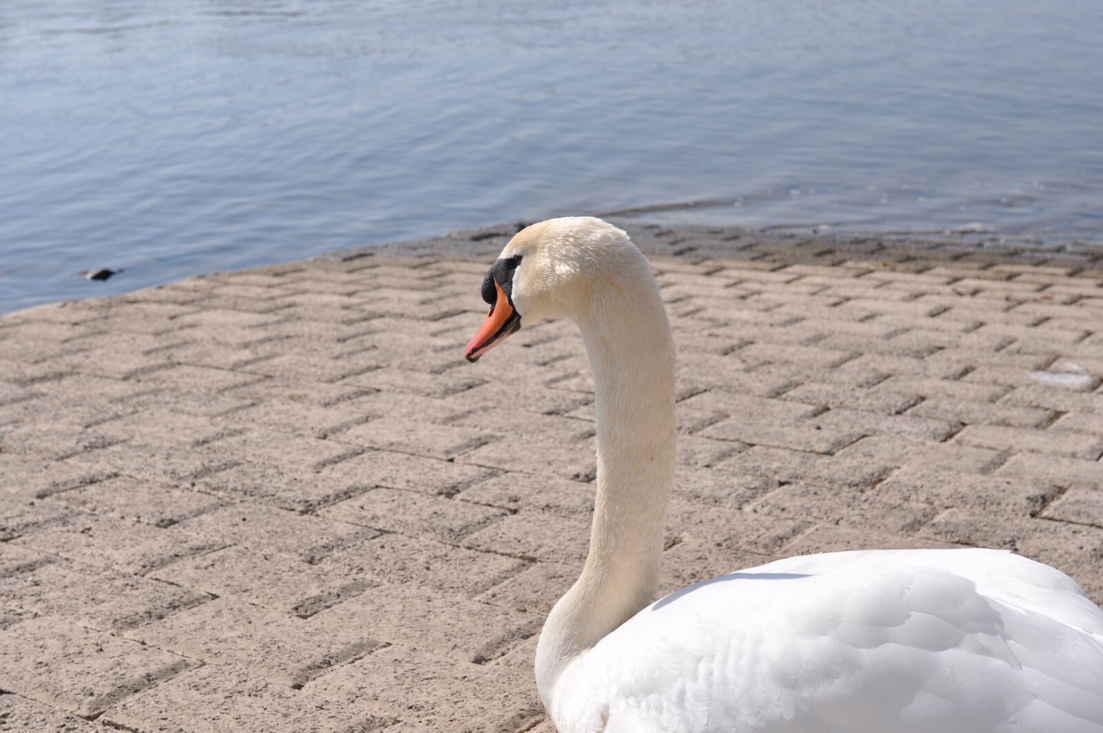 Nikon D90 sample photo. Swan, water beach, nature photography