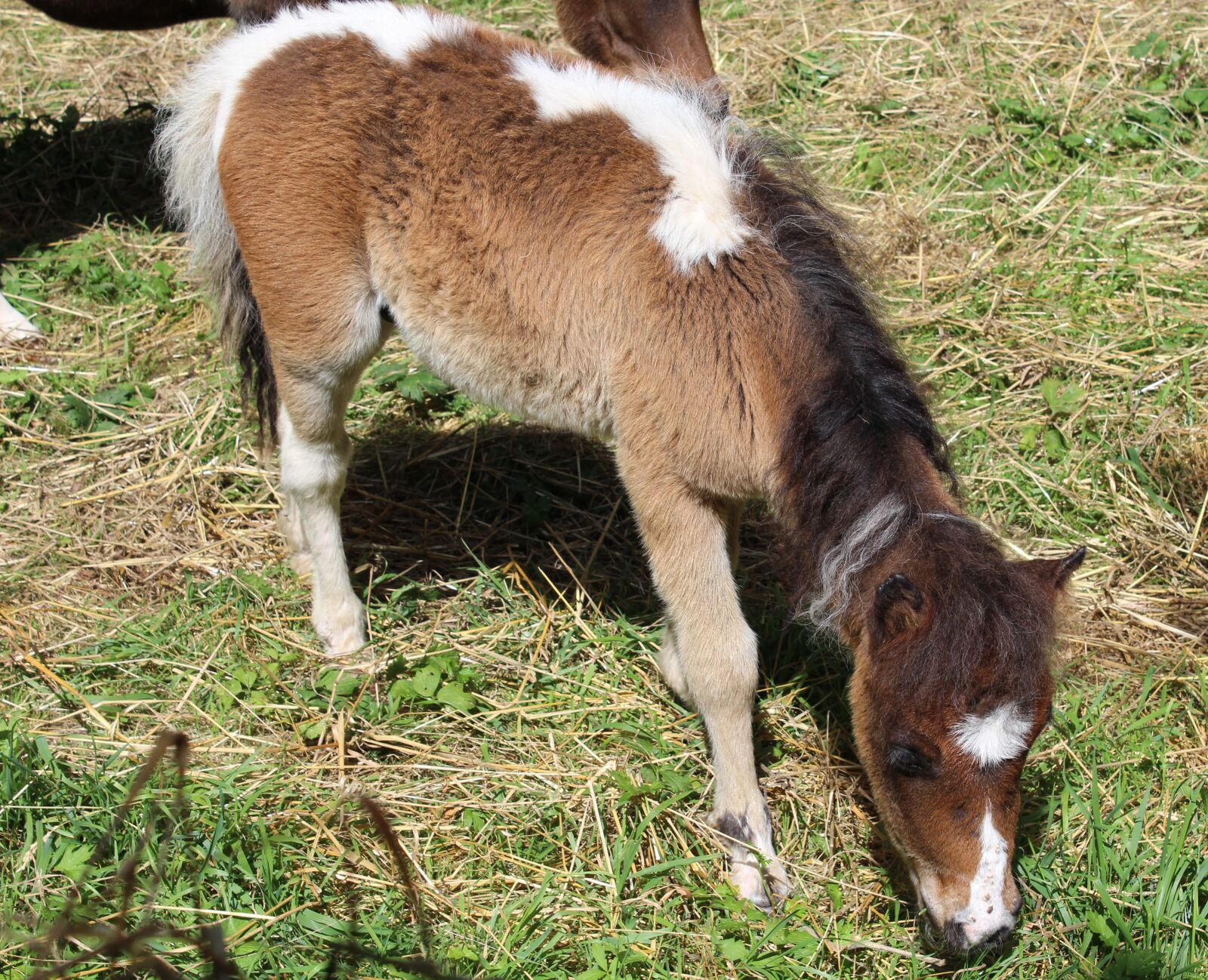 Canon EOS 1200D (EOS Rebel T5 / EOS Kiss X70 / EOS Hi) sample photo. Pony, equine, mane photography
