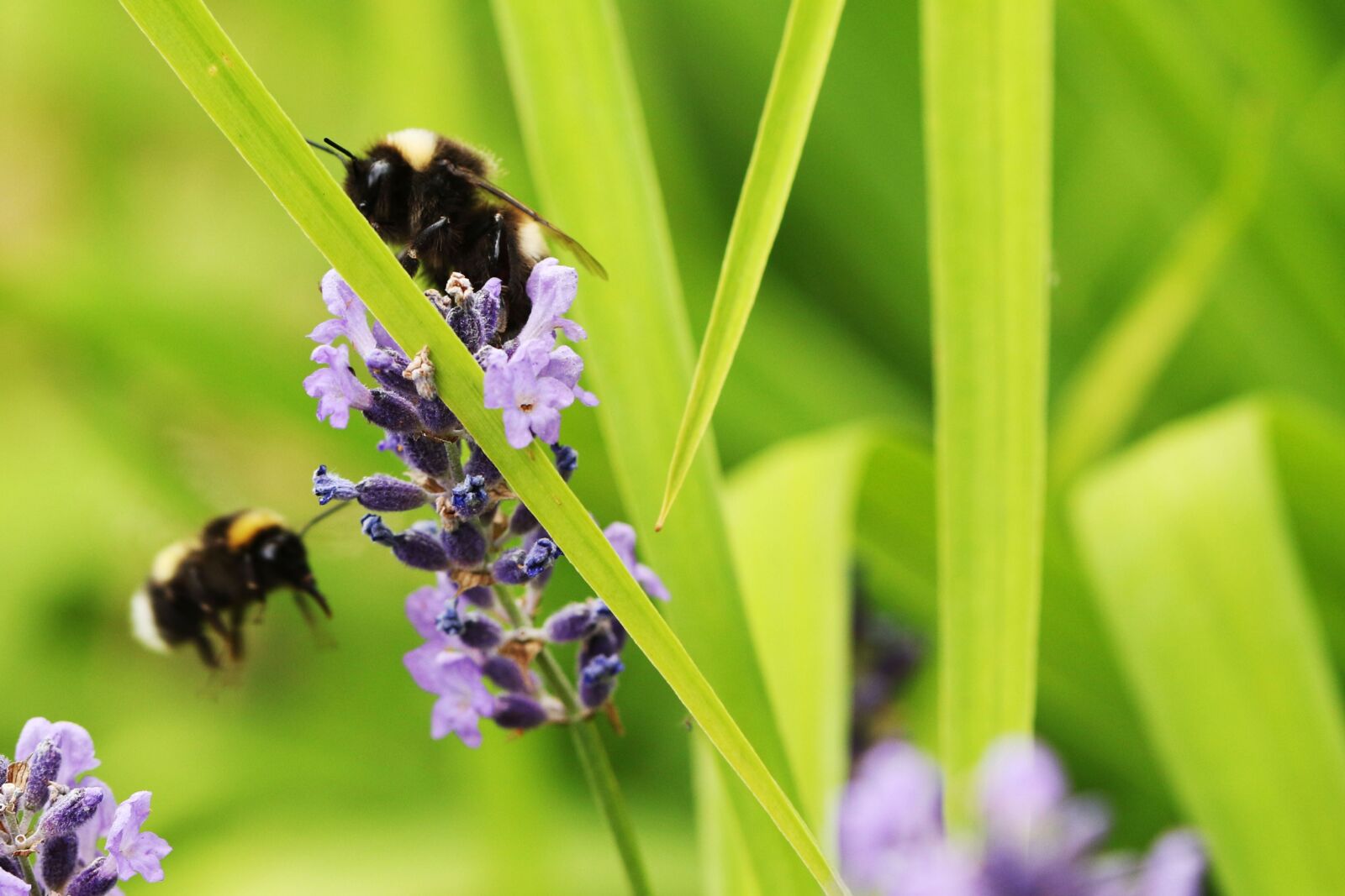 Canon EOS 7D Mark II sample photo. Bumblebees, insect, nature photography