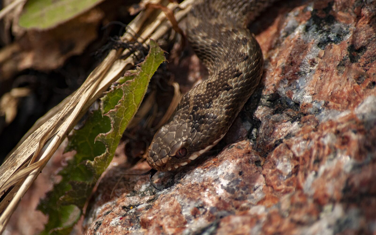 Nikon D5000 sample photo. Viper, snake, toxic photography