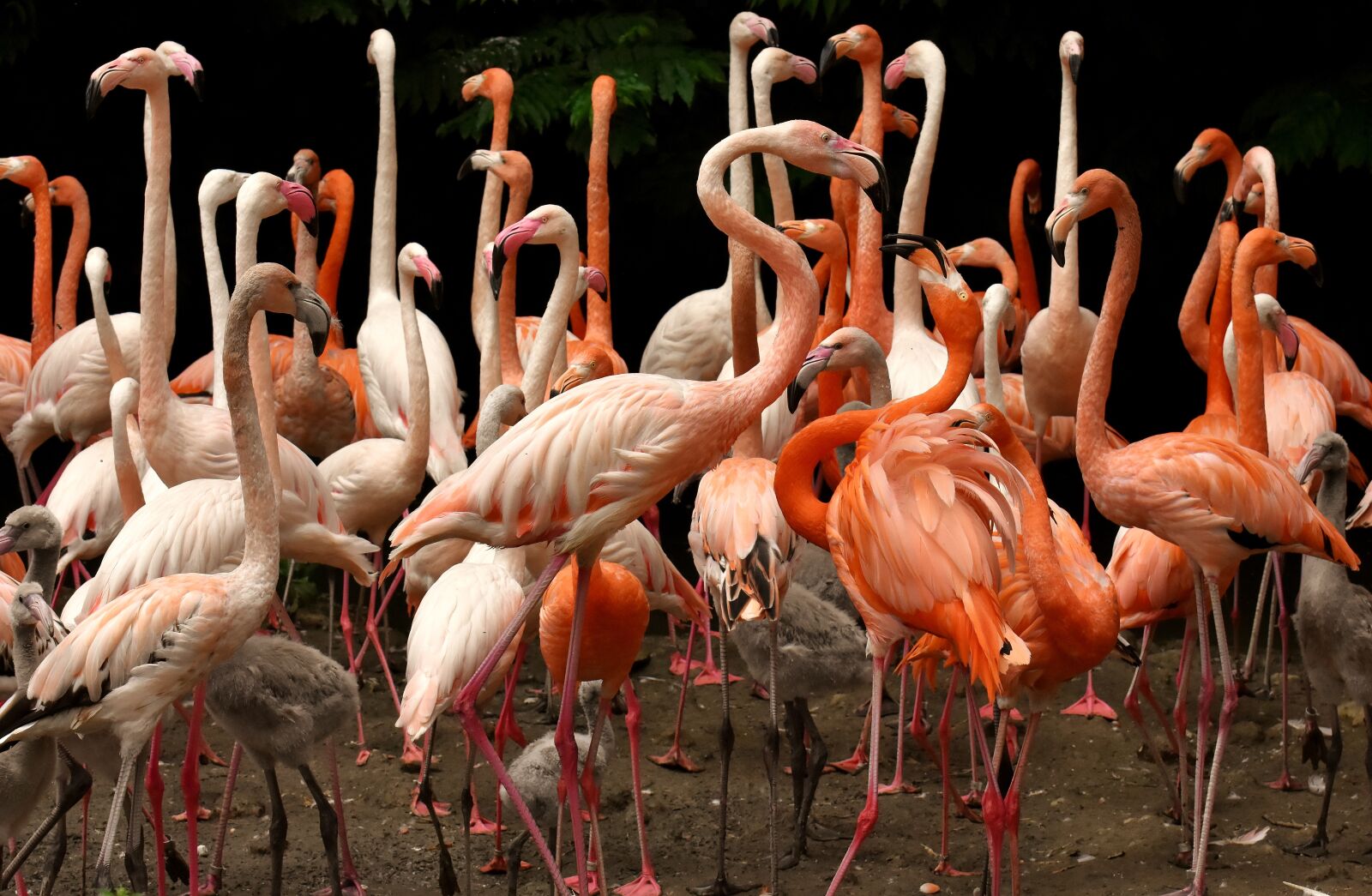 Nikon D7200 sample photo. Flamingo, bird, colorful photography