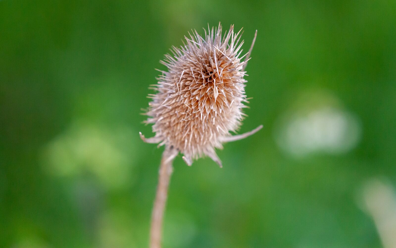Canon EOS 5D Mark II + Canon EF 100-400mm F4.5-5.6L IS II USM sample photo. Teasel, spiky plant, water photography