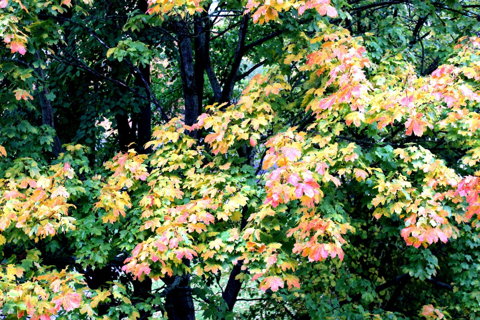 Canon EOS 1200D (EOS Rebel T5 / EOS Kiss X70 / EOS Hi) sample photo. Autumn, leaves, fall color photography