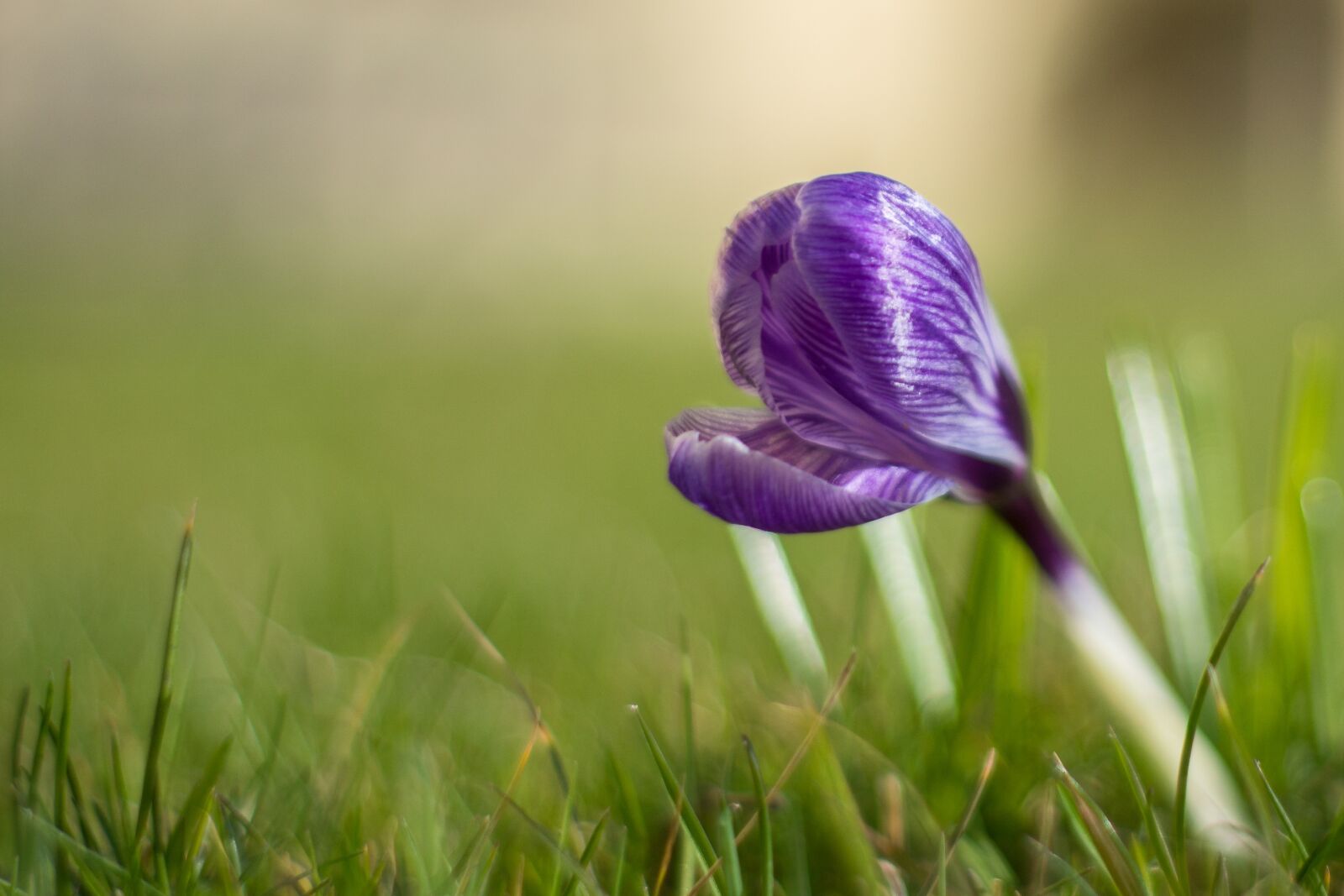 Nikon D7100 sample photo. Crocus, blossom, bloom photography
