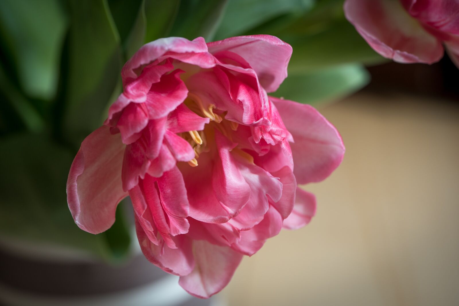 Nikon D750 sample photo. Blossom, bloom, flower photography
