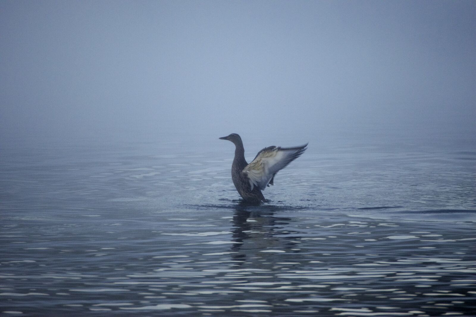Nikon D3300 sample photo. Animal, bird, blue, water photography