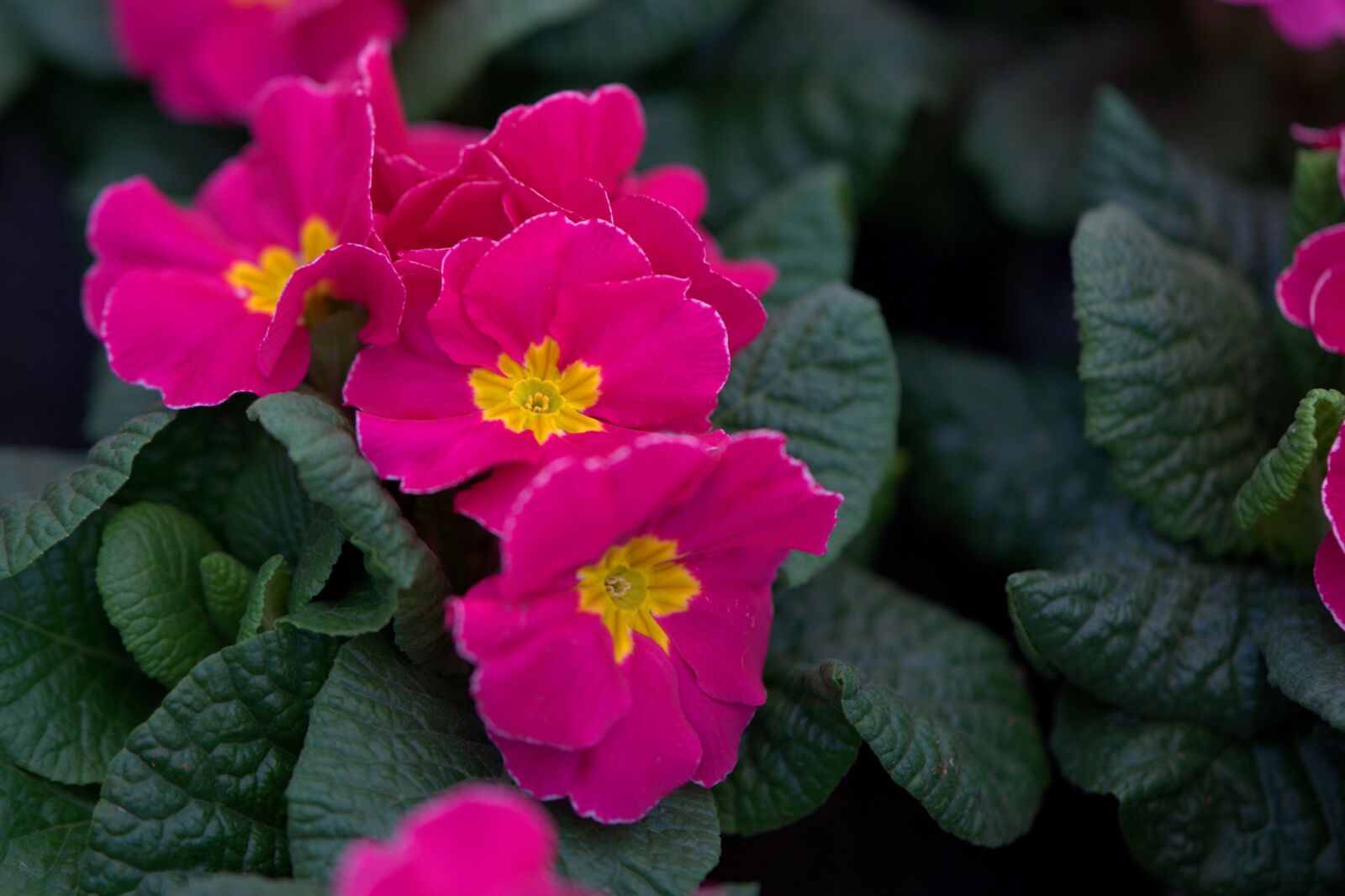 Sony a7 II sample photo. Spring, primrose, spring flower photography