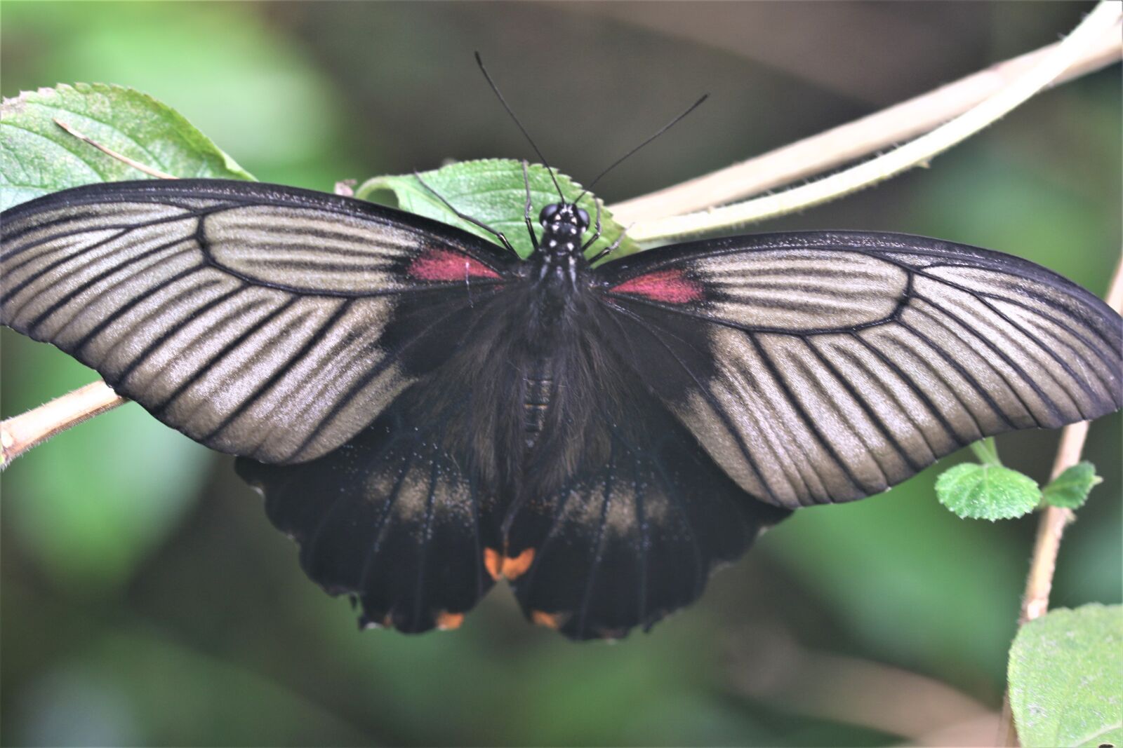 Canon EOS 7D Mark II sample photo. Butterfly, great yellow mormon photography
