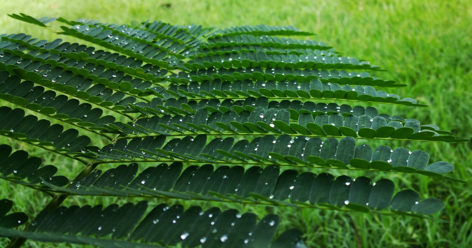 Samsung Galaxy Note4 sample photo. Leafs, stem, water drops photography
