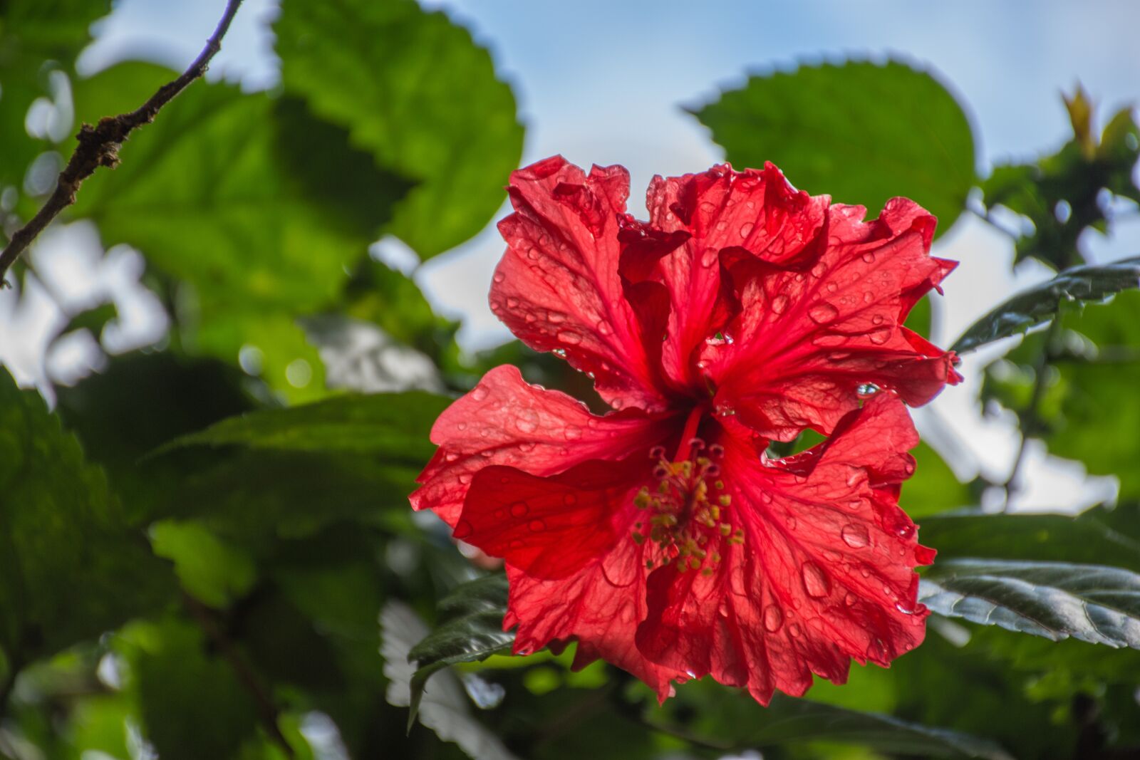 Nikon D7200 sample photo. Nature, plant, leaf photography