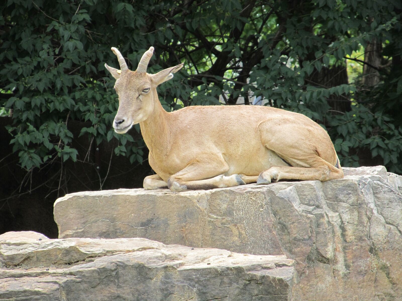 Canon PowerShot SX130 IS sample photo. Transcaspian urial, portrait, wildlife photography