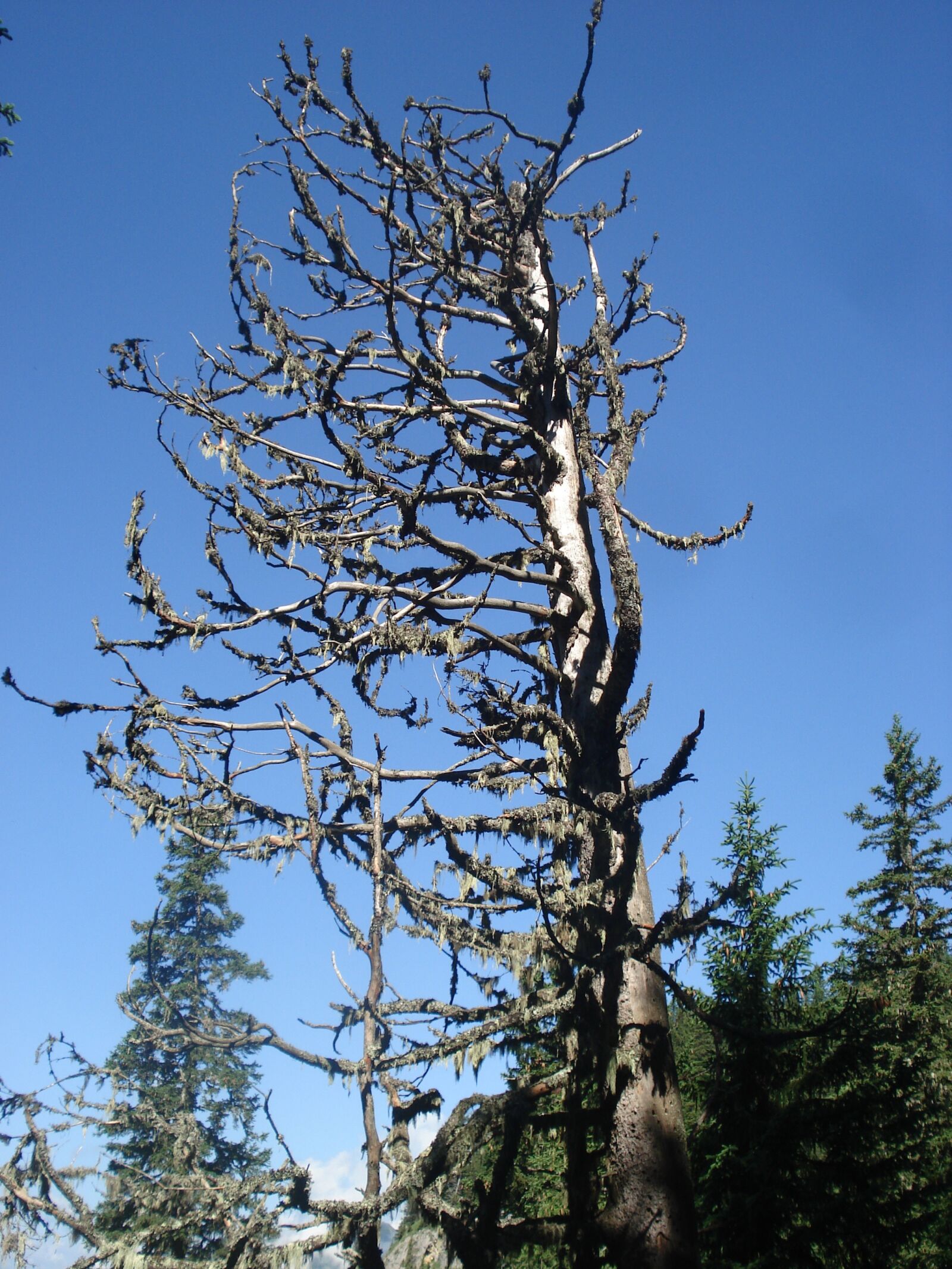 Sony DSC-W50 sample photo. Nature, tree, scrawny tree photography
