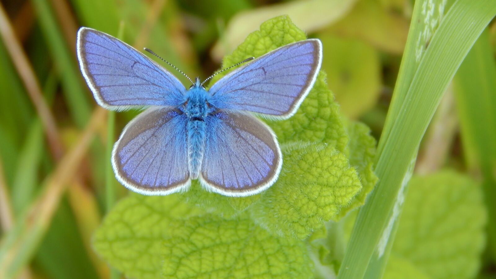 Nikon Coolpix L830 sample photo. Butterfly, blue, nature photography