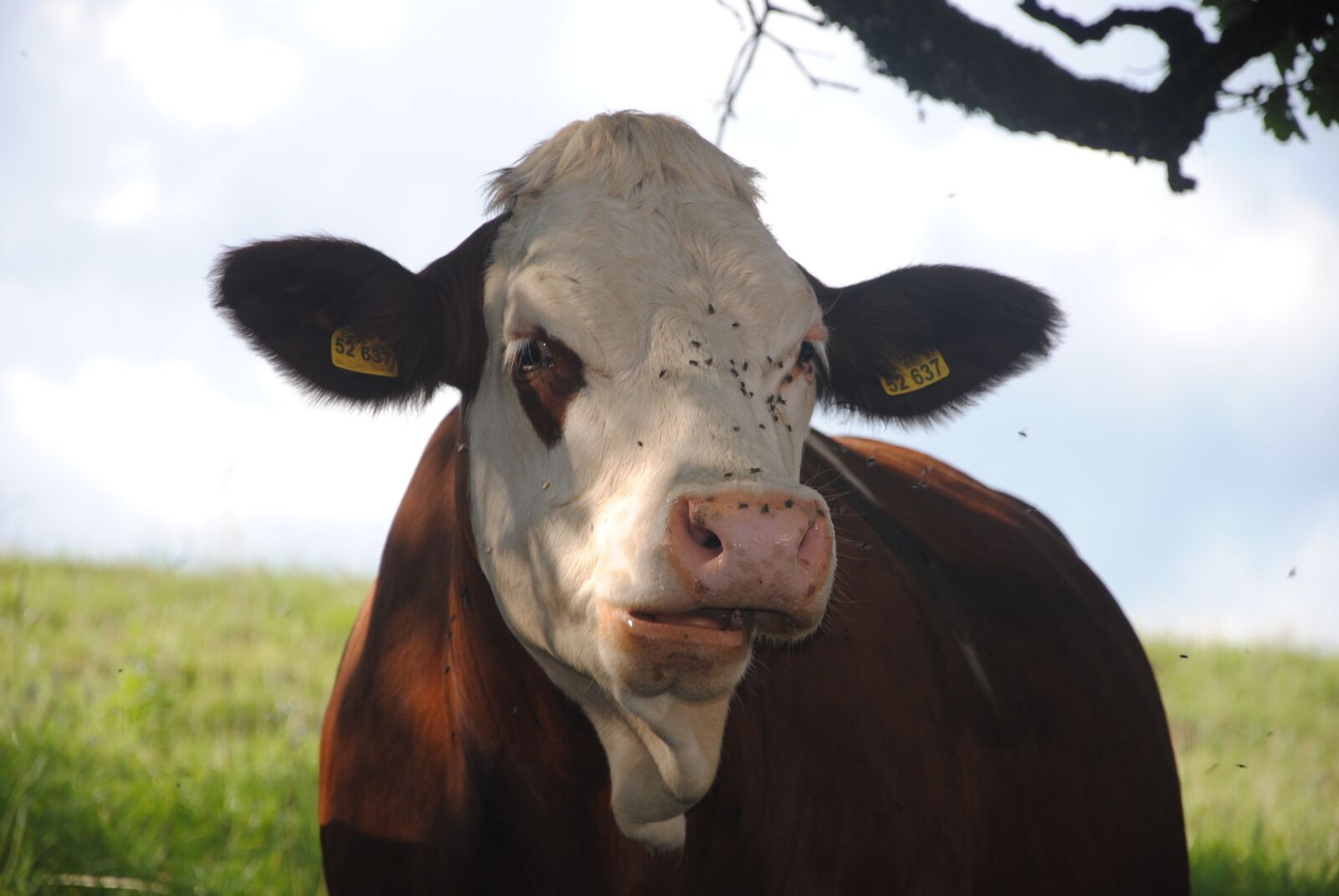 Nikon D3000 sample photo. Cow, nature, beef photography