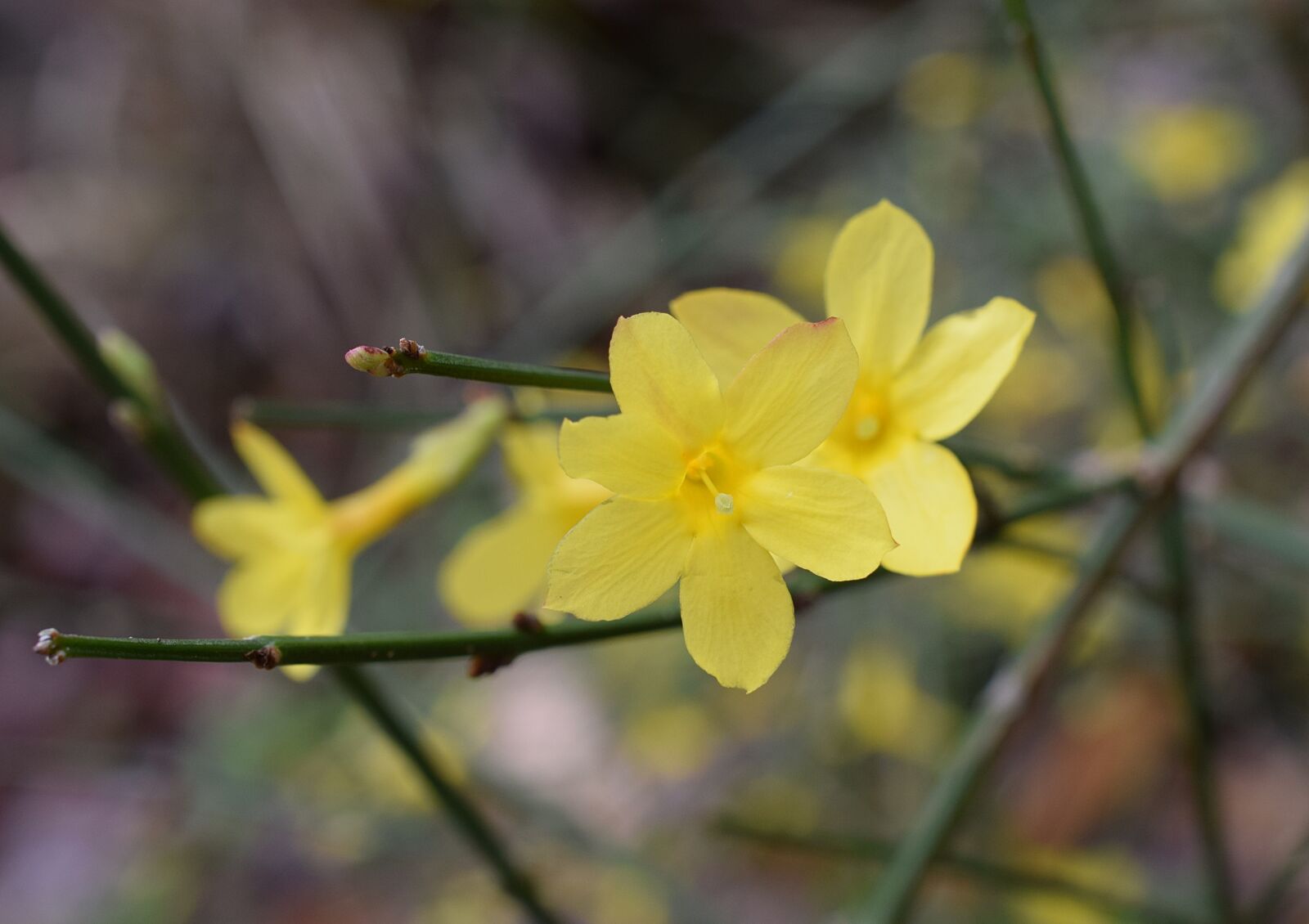 Nikon D3300 sample photo. Winter jasmine, flower, ornamental photography