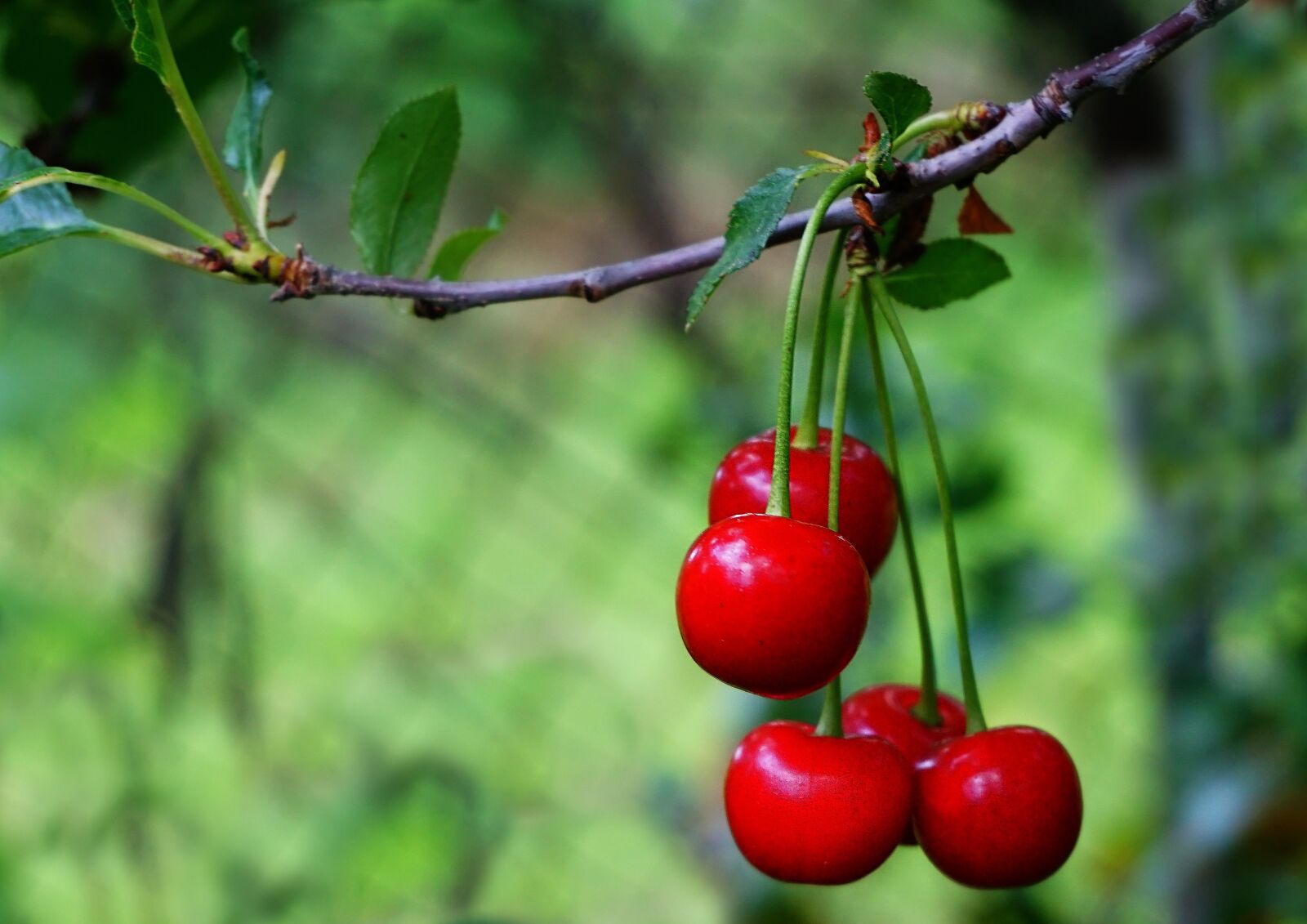Sony a6000 sample photo. Nature, plants, fetus photography