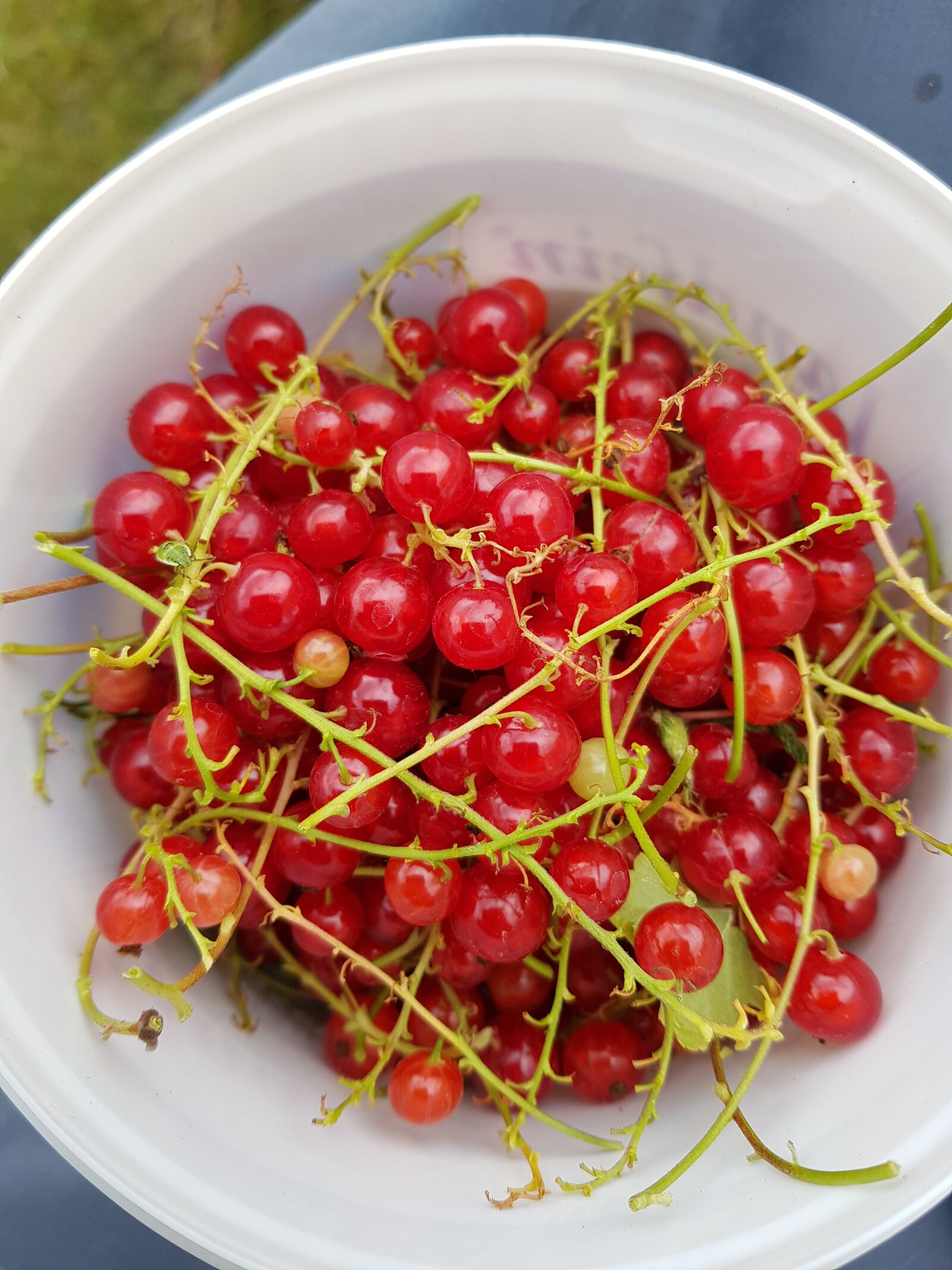 Samsung Galaxy S8 sample photo. Currants, fruit, berries photography