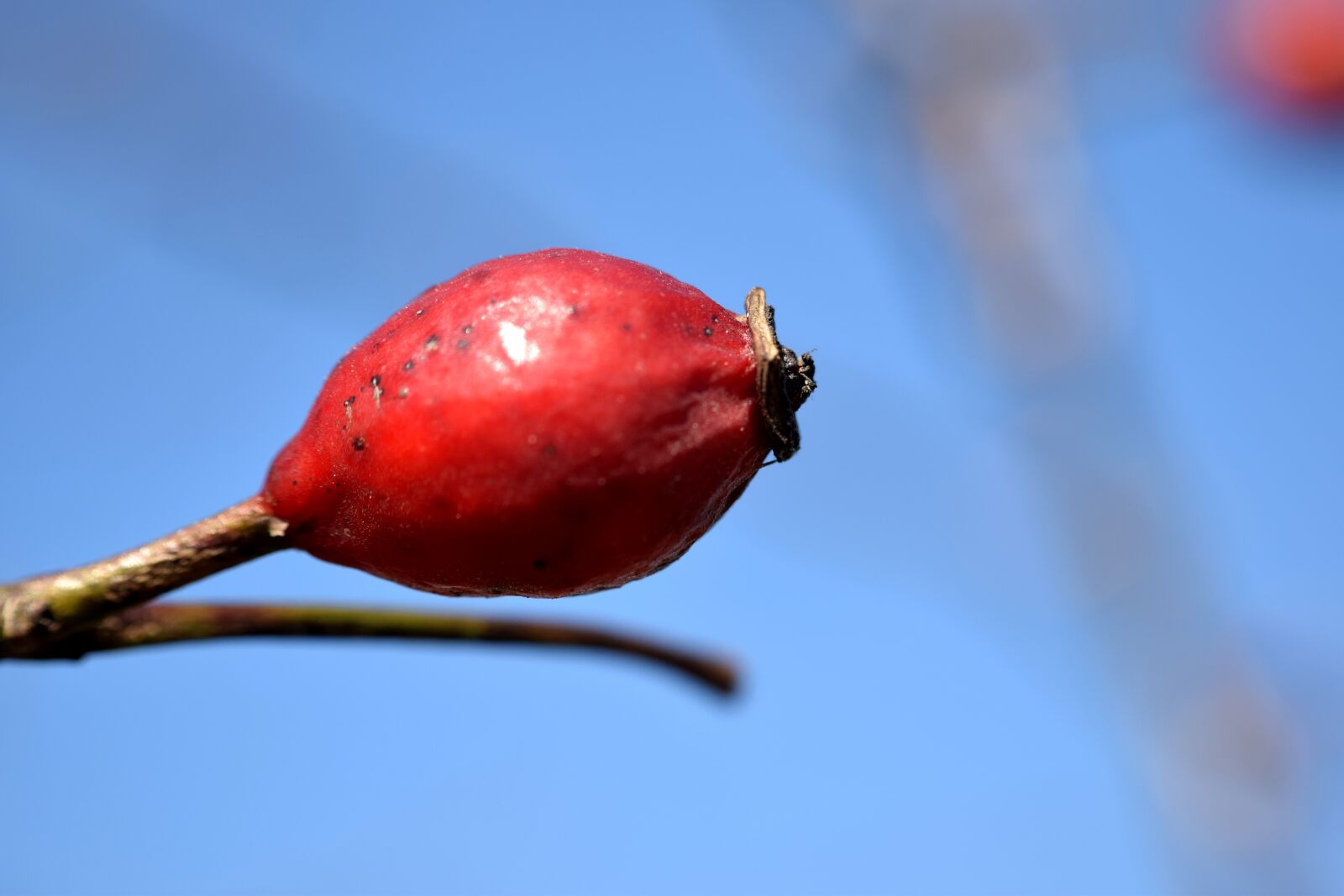 Nikon D5300 sample photo. Rowan, red, mountain ash photography