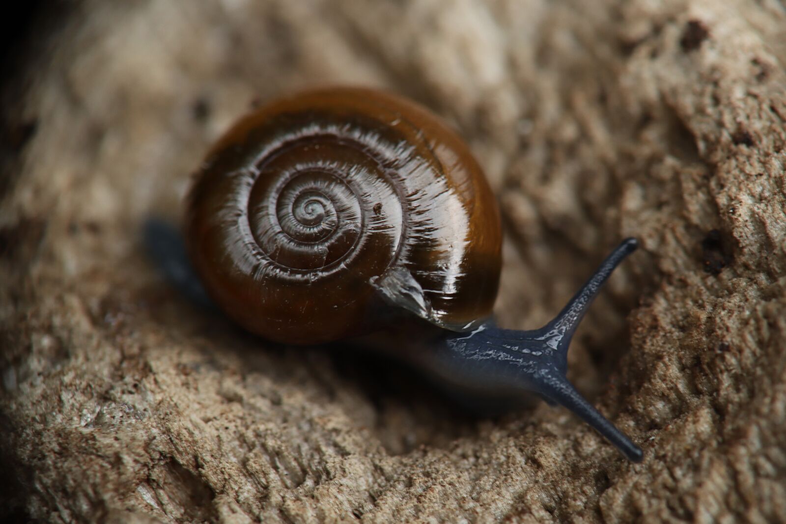 Canon EOS M50 (EOS Kiss M) sample photo. Snail garden, snail, molluscum photography