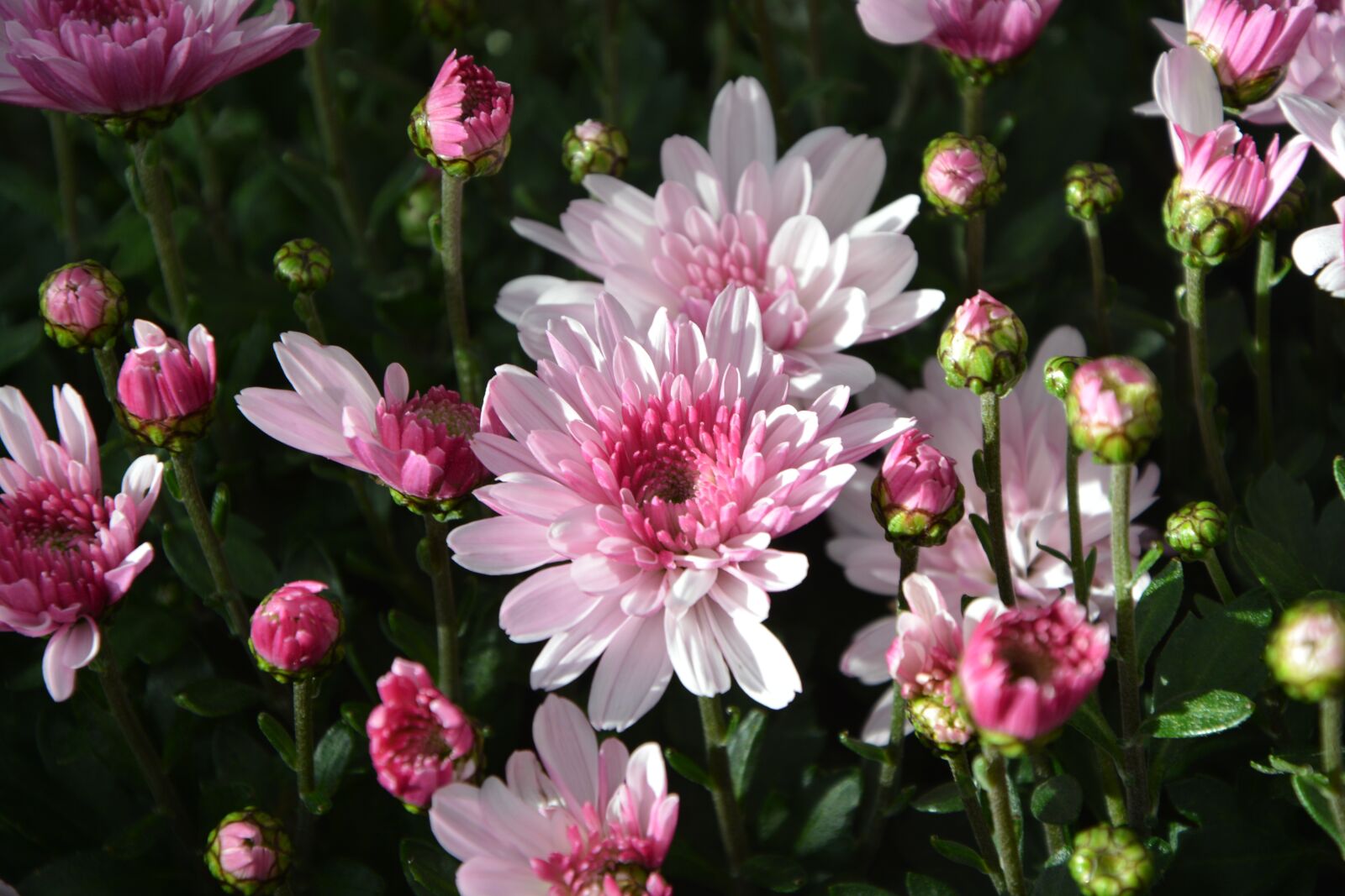 Nikon D5200 sample photo. Mums, flowers, colors photography