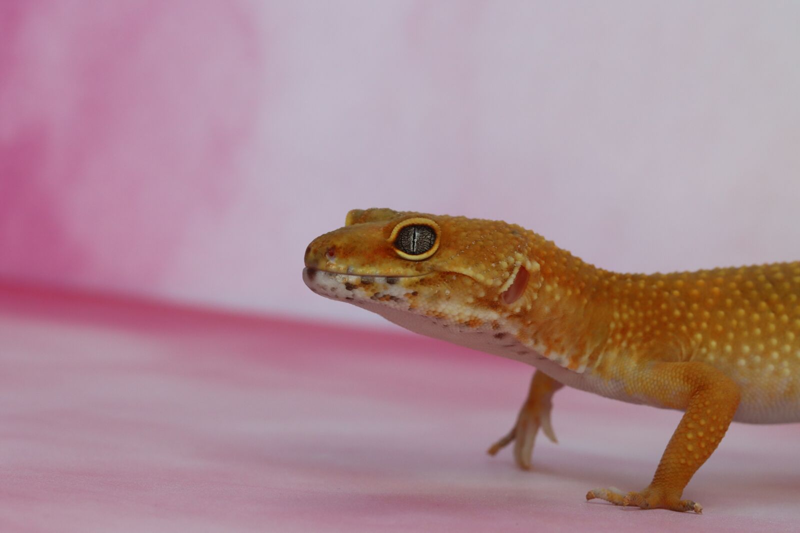 Canon EOS 90D sample photo. Gekco leopard, lizard, reptile photography