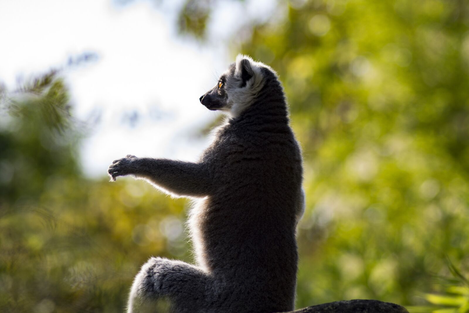 Canon EOS 1100D (EOS Rebel T3 / EOS Kiss X50) sample photo. Ring tailed lemur, zoo photography
