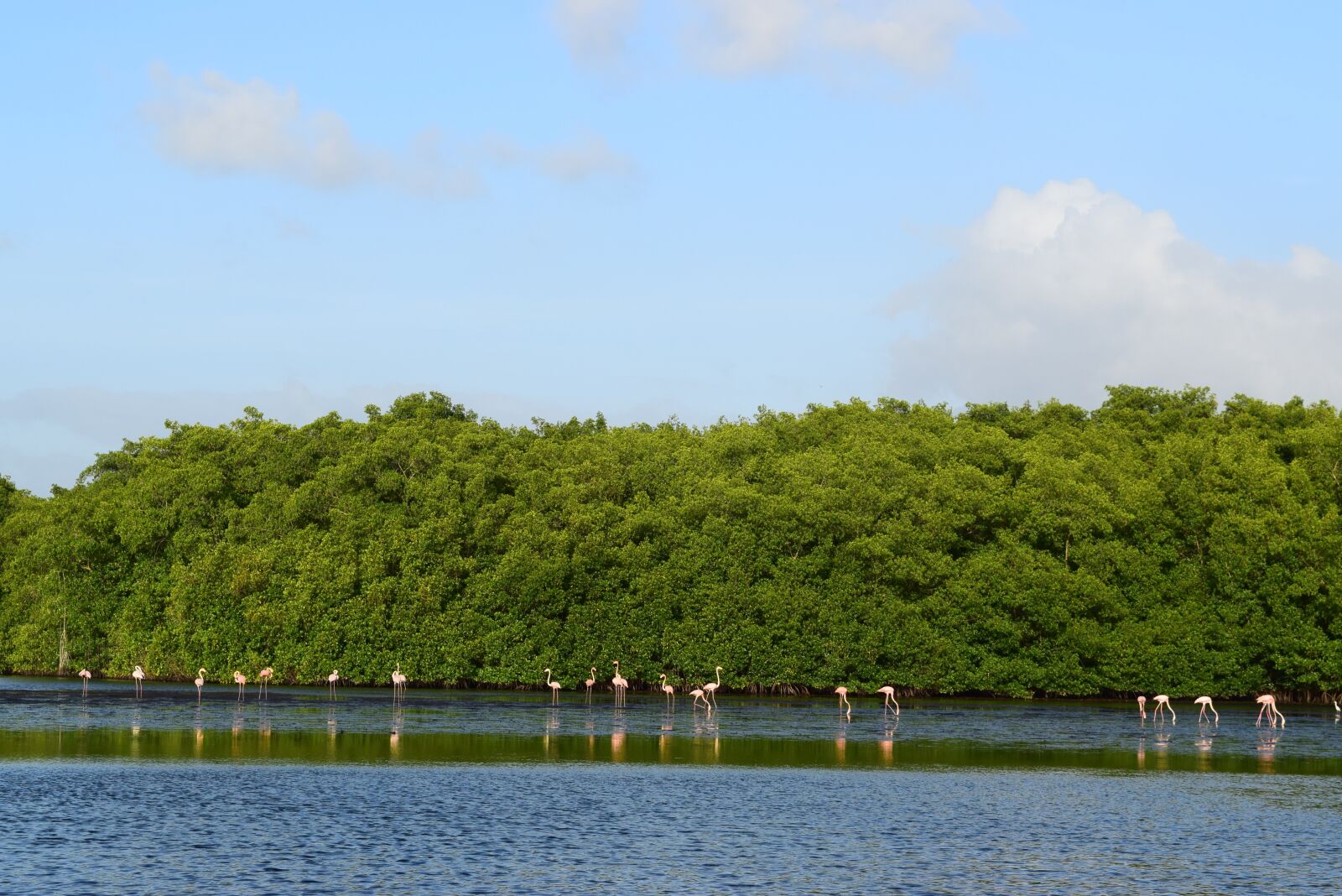 Nikon D3300 sample photo. Trinidad, flamingo, nature photography